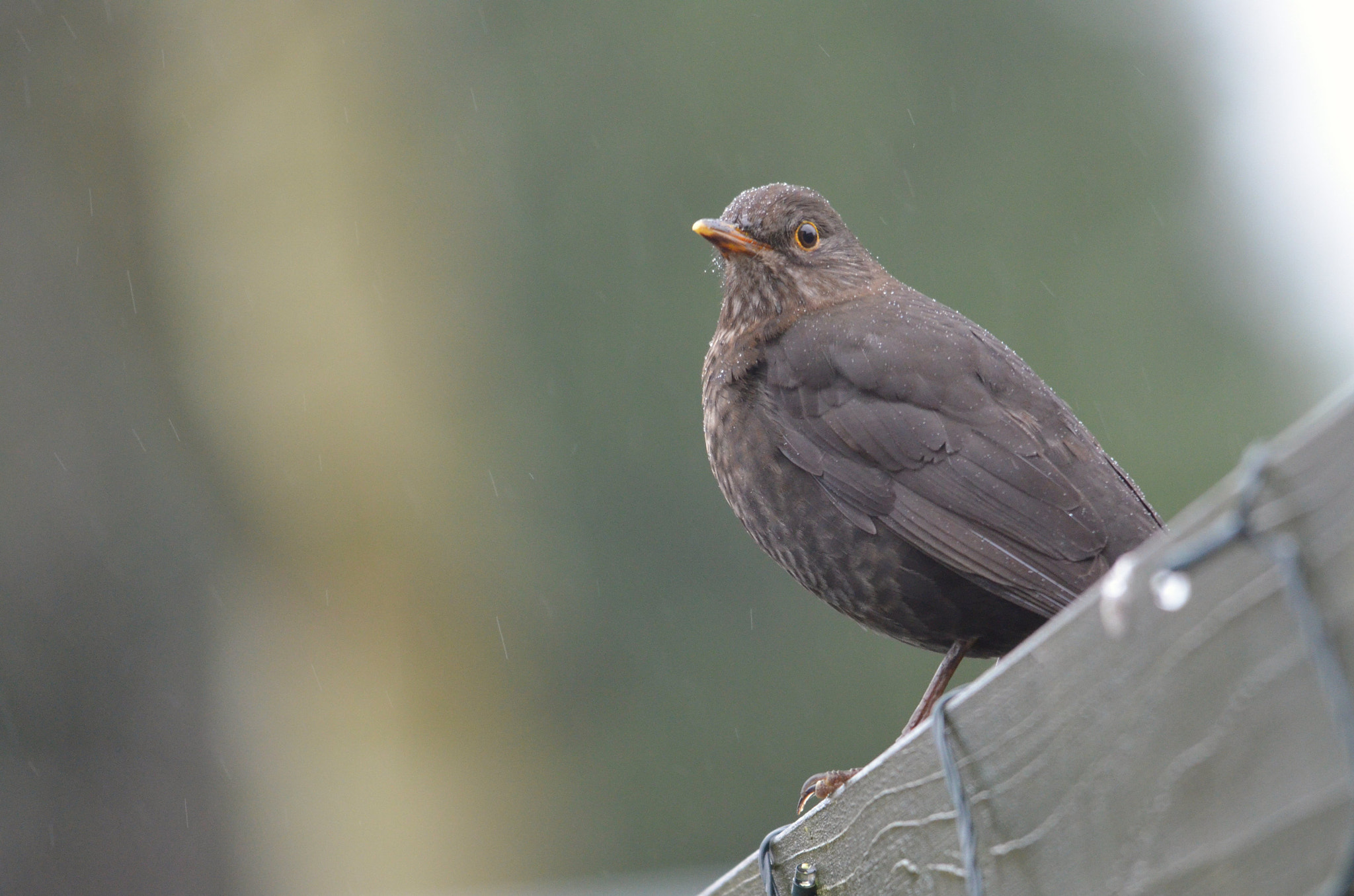 Sigma 150-500mm F5-6.3 DG OS HSM sample photo. Rainy day blackbird photography