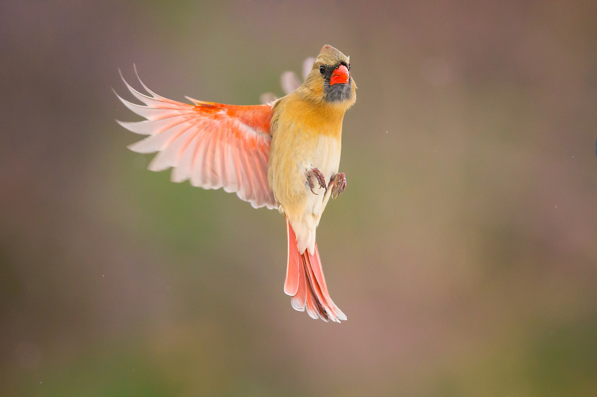 Nikon D4 + Nikon AF-S Nikkor 300mm F4D ED-IF sample photo. Cardinal photography