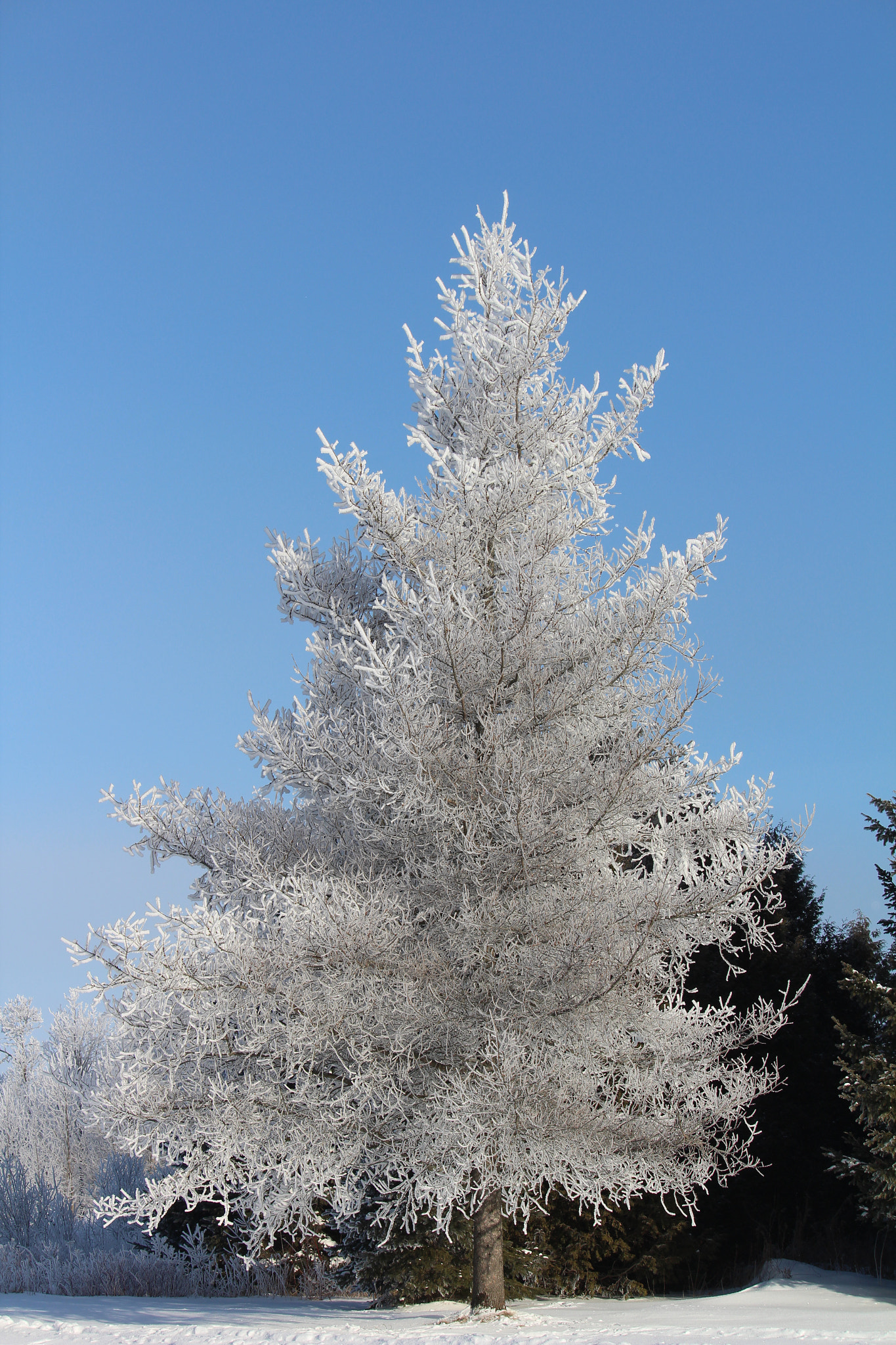 Canon EF-S 55-250mm F4-5.6 IS STM sample photo. Lonely tree photography