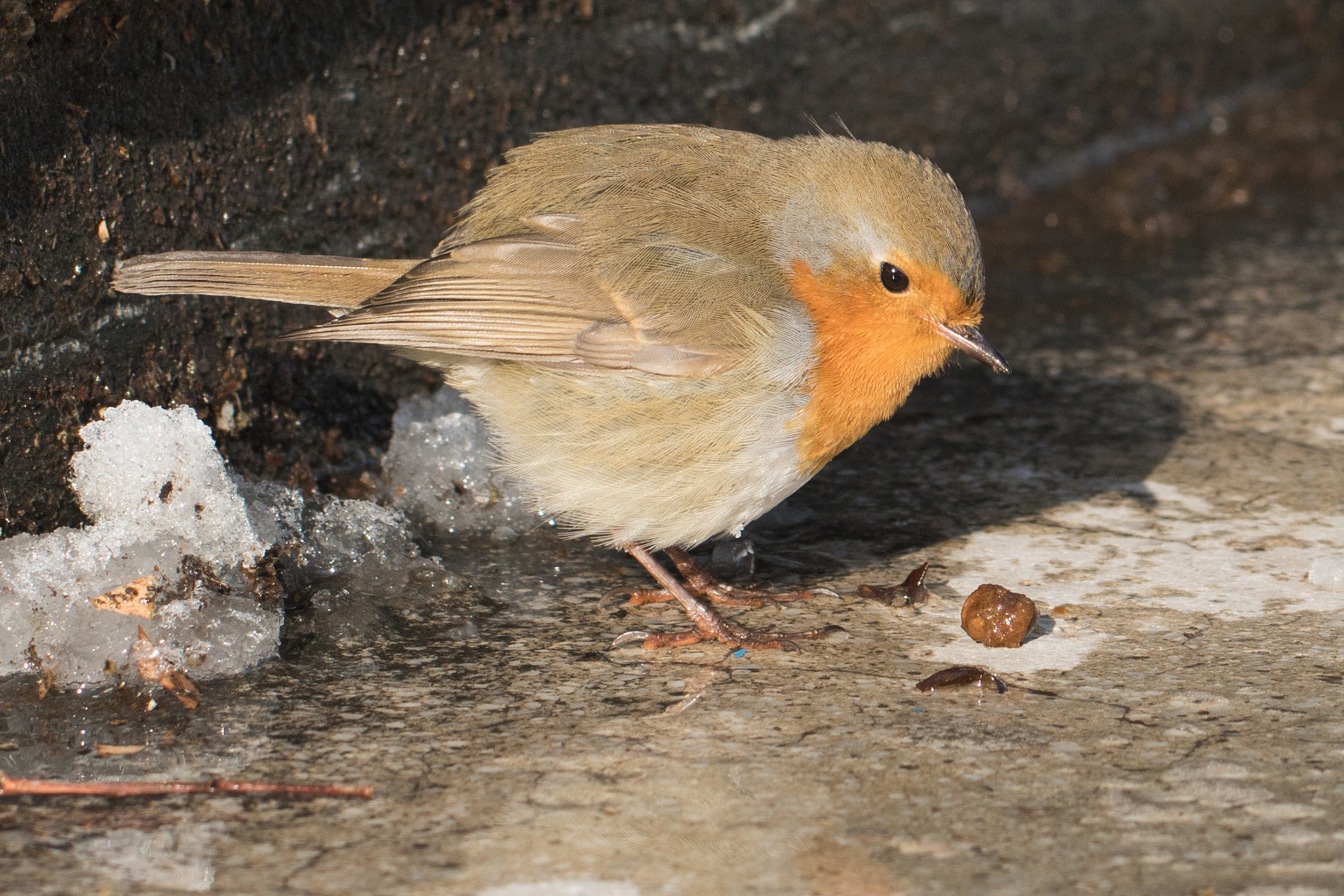 Canon EF 100mm F2.8L Macro IS USM sample photo. Wildlife photography