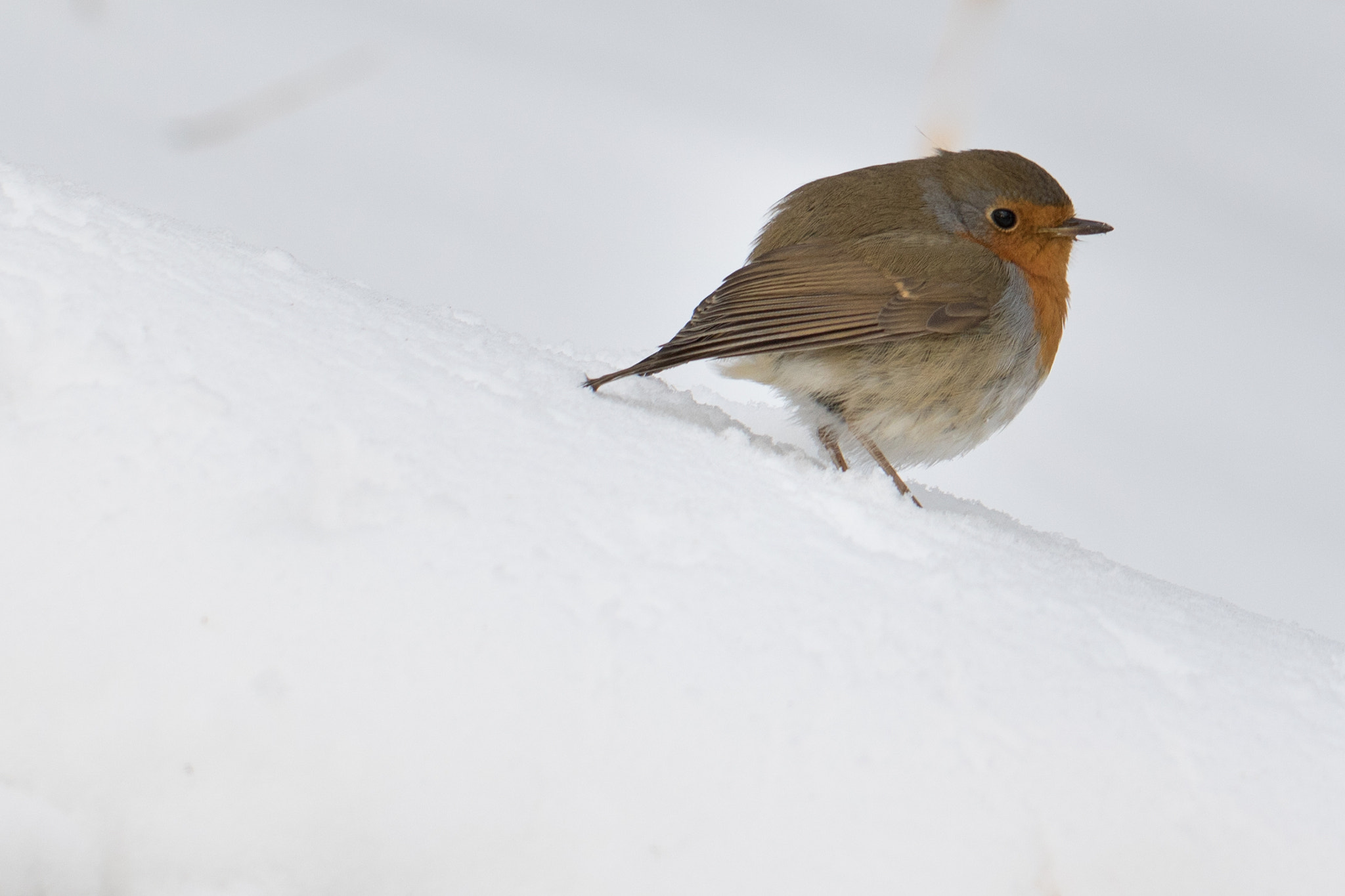 Canon EF 100mm F2.8L Macro IS USM sample photo. Wildlife photography