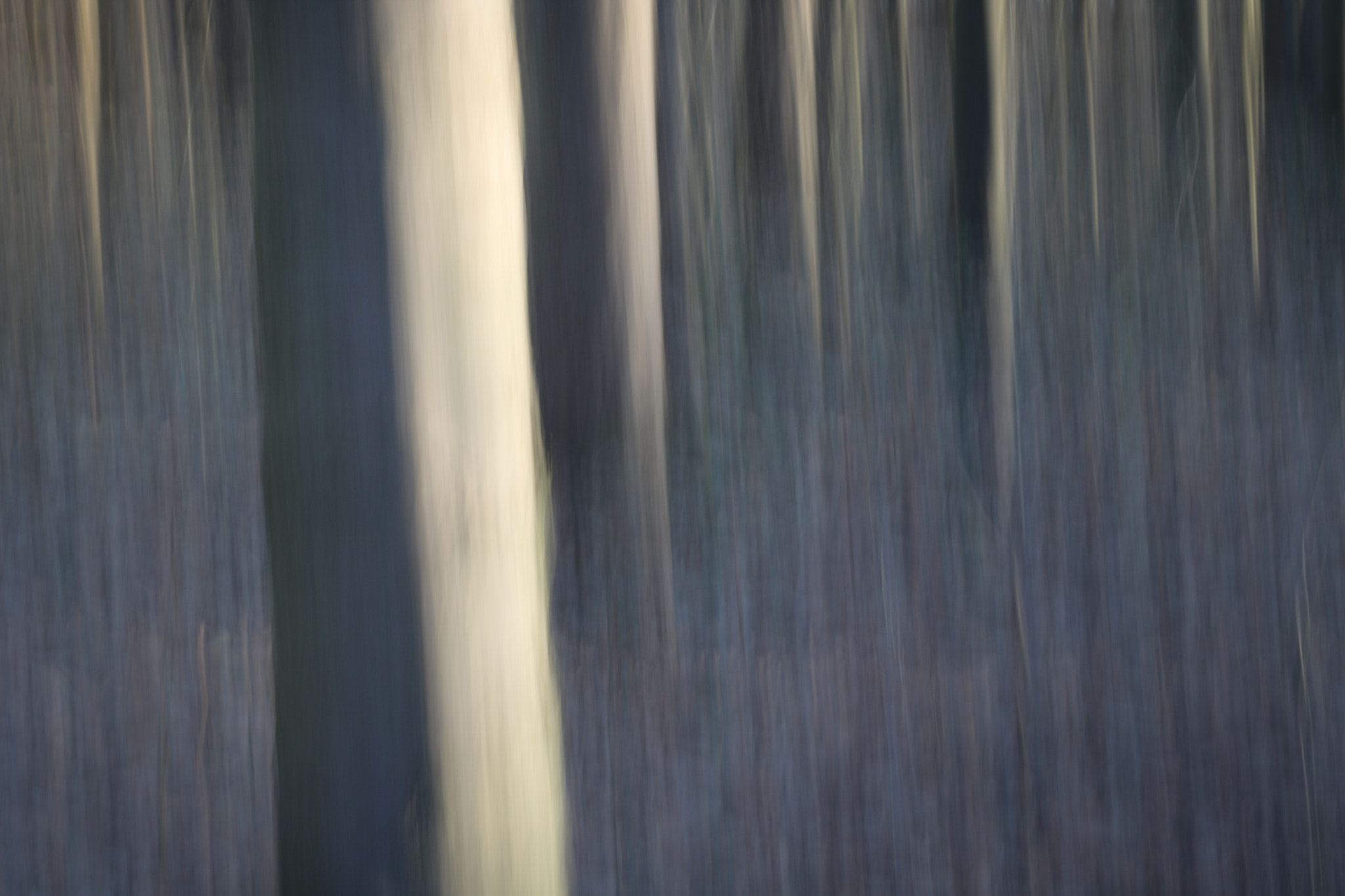 Canon EOS 760D (EOS Rebel T6s / EOS 8000D) + Canon EF 50mm F1.8 II sample photo. Among the trees photography