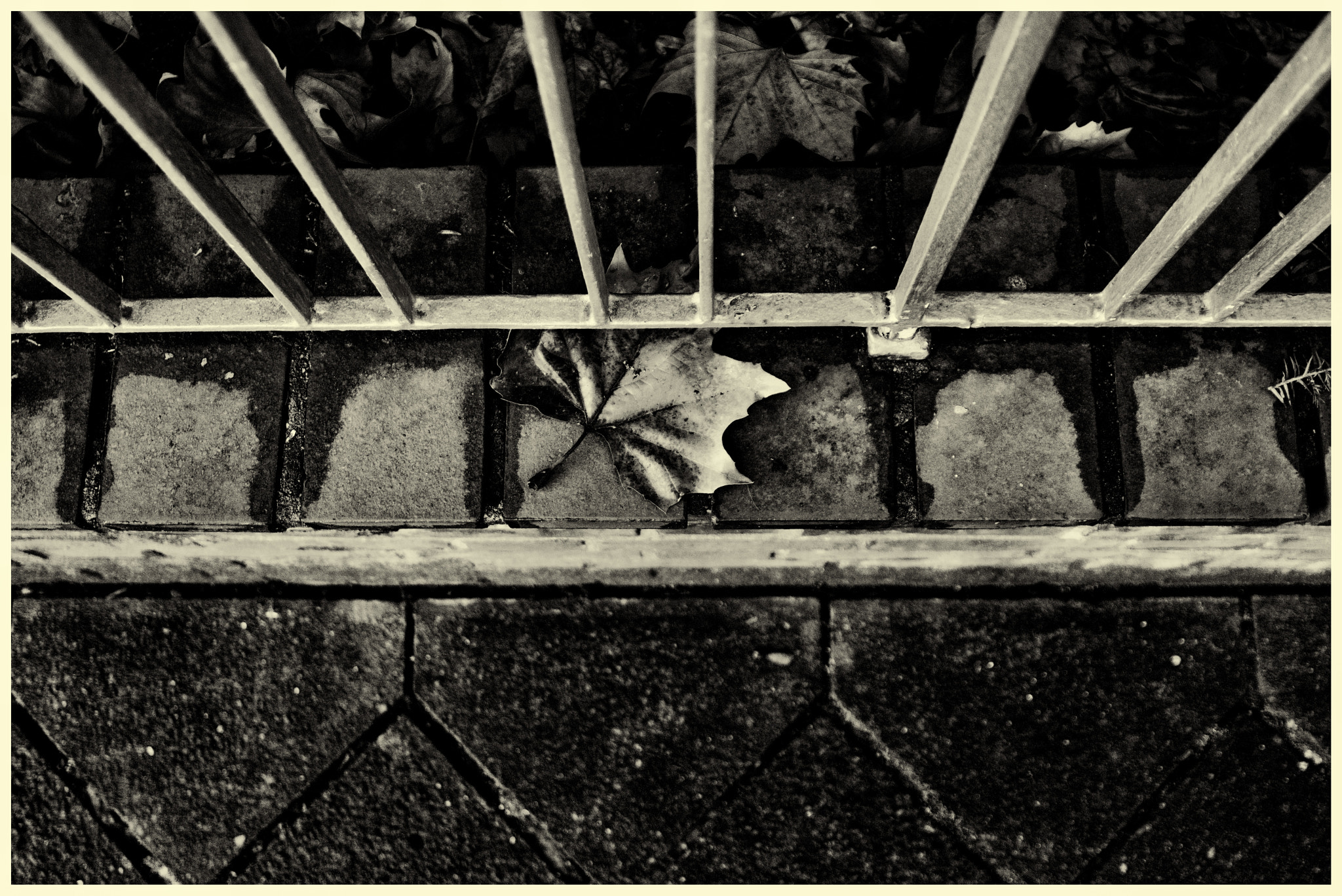 Nikon D600 sample photo. Looking down on a garden wall photography