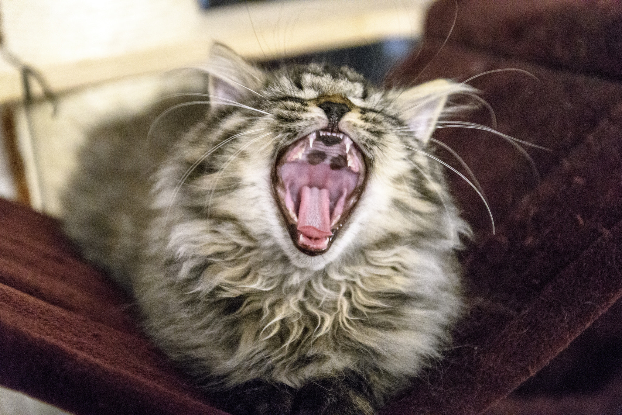 Nikon D500 sample photo. Rooaaaarrrrrr! photography