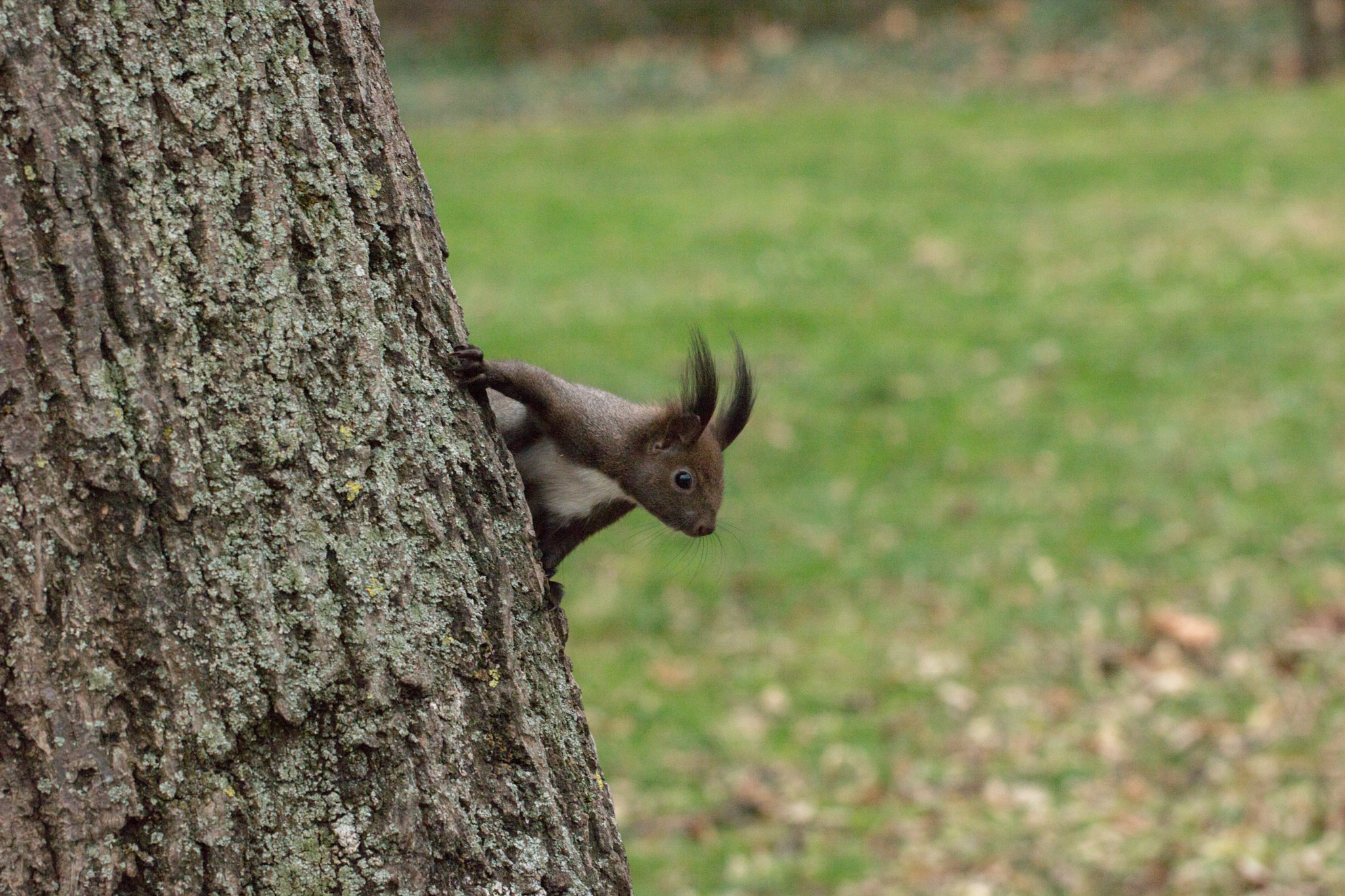 Canon EF 100mm F2.8L Macro IS USM sample photo. Wildlife photography