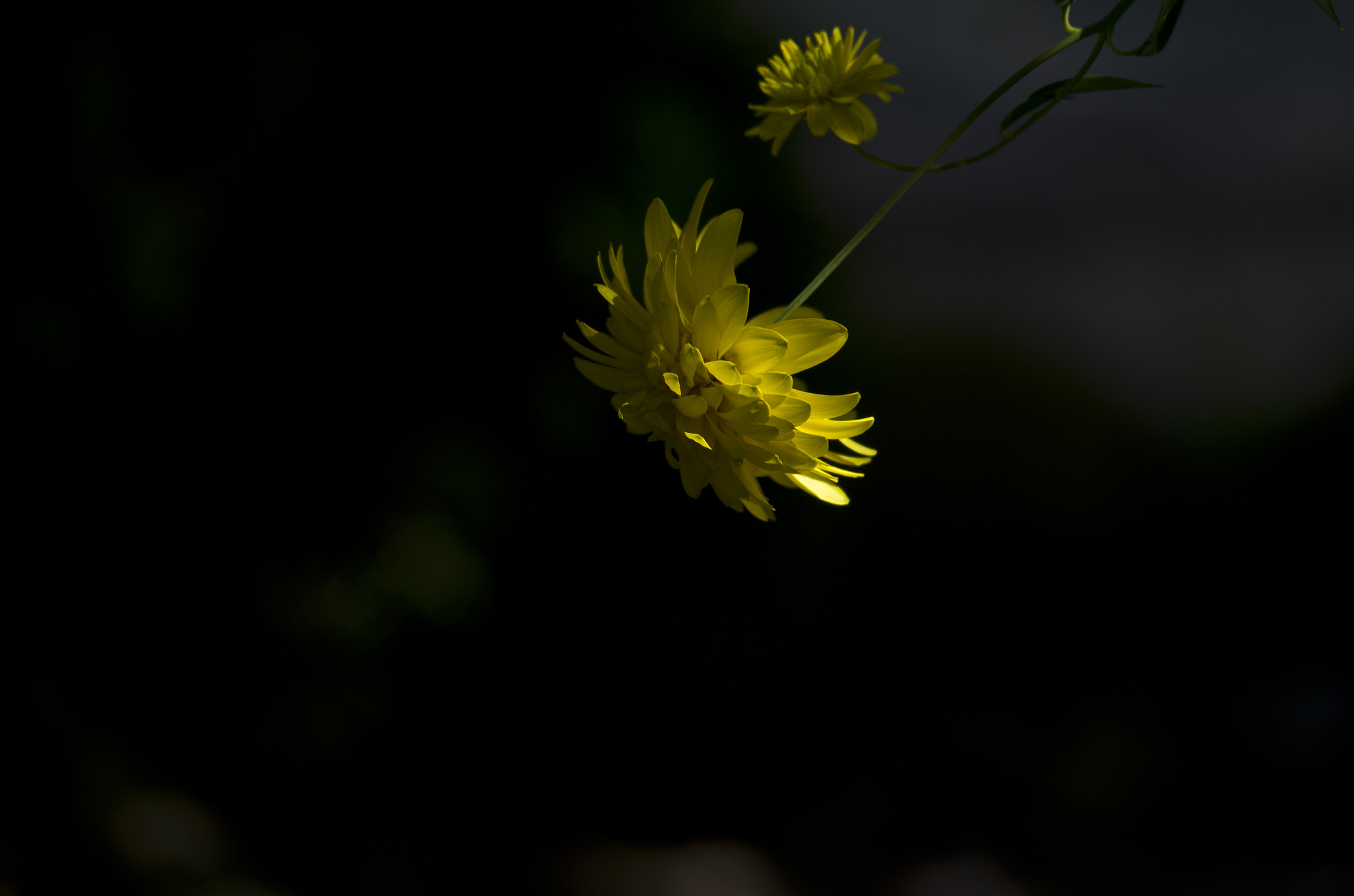 Pentax K-50 + Tamron SP AF 70-200mm F2.8 Di LD (IF) MACRO sample photo. Flower in the dark photography