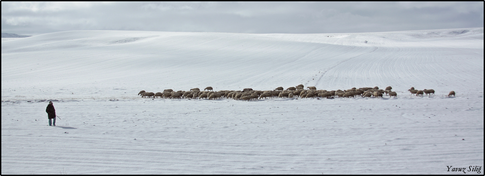 Canon EF 28-135mm F3.5-5.6 IS USM sample photo. Shepherd photography
