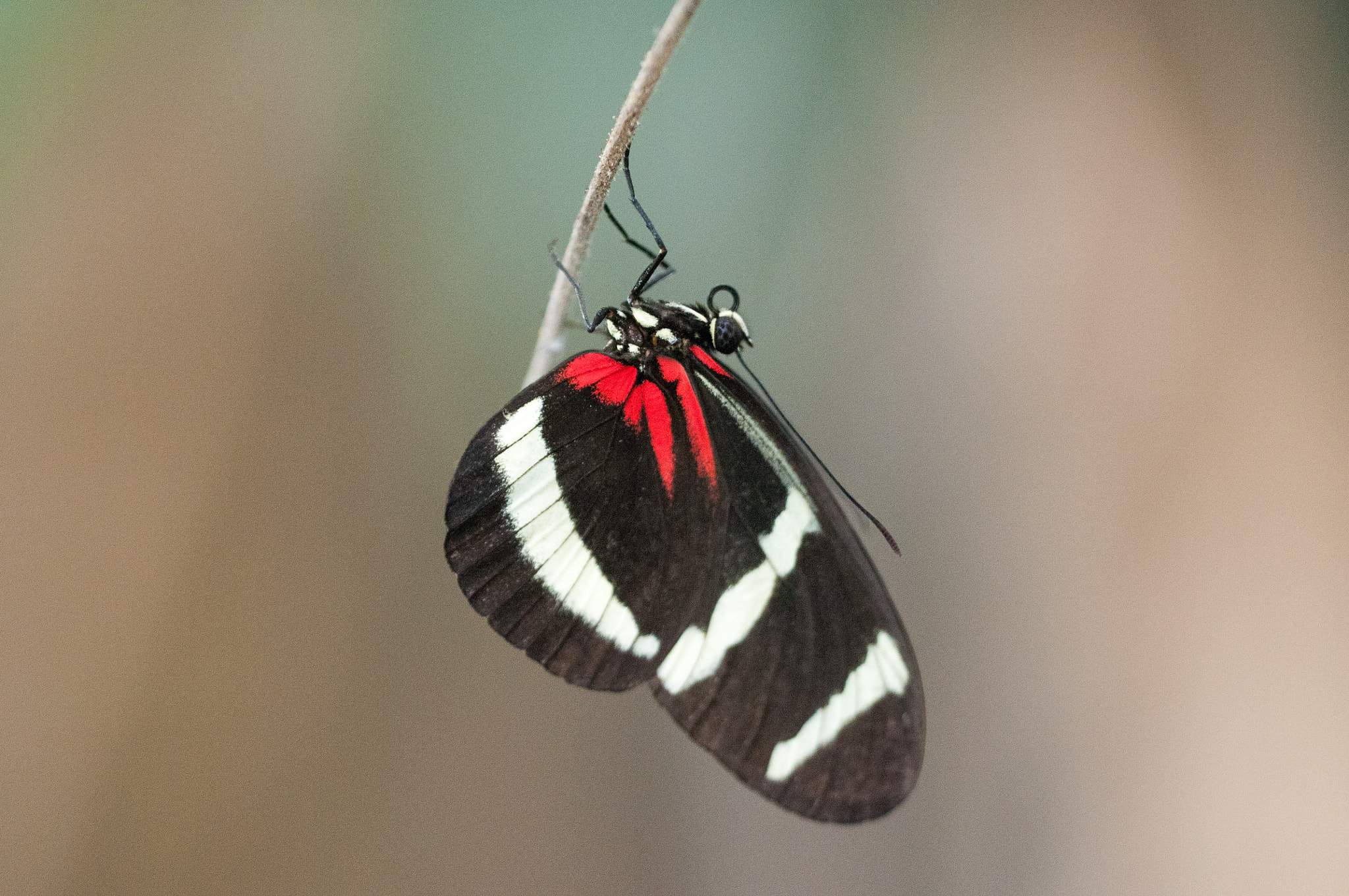 Sigma 150mm F2.8 EX DG OS Macro HSM sample photo. Heliconius hewitsoni photography
