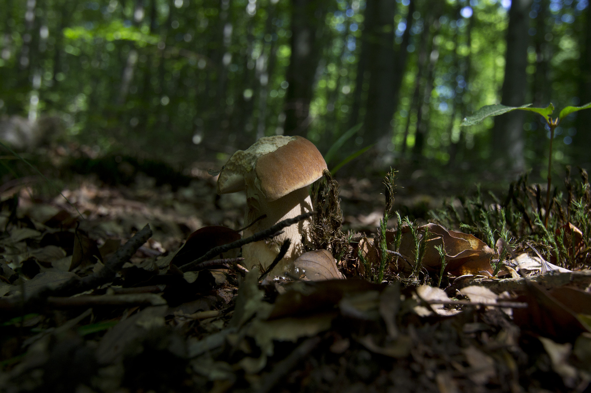Tokina AT-X Pro 12-24mm F4 (IF) DX sample photo. 8475.jpg photography