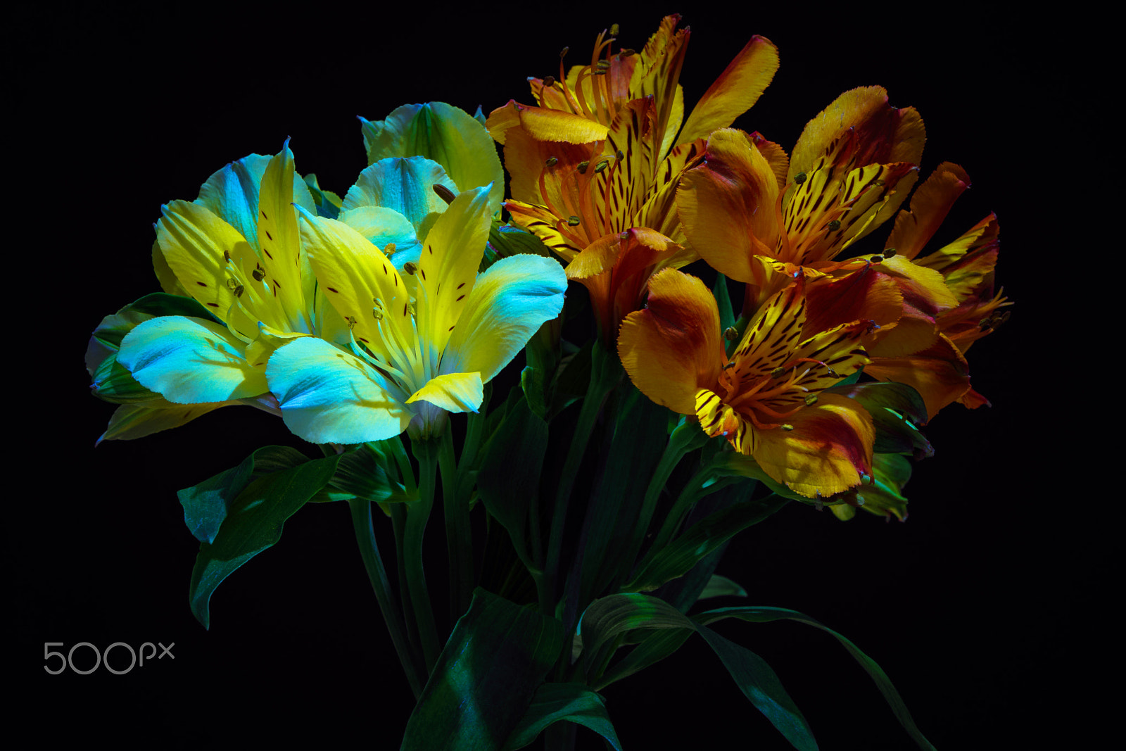 Sony ILCA-77M2 + Sony 70-400mm F4-5.6 G SSM sample photo. Cold & heat photography