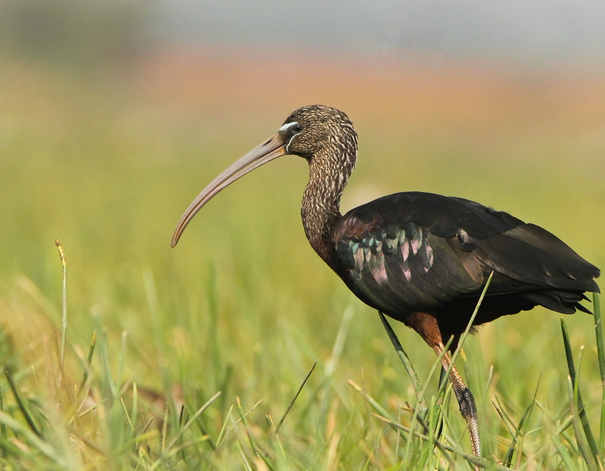 Tamron SP 150-600mm F5-6.3 Di VC USD sample photo. Glossy ibis. photography