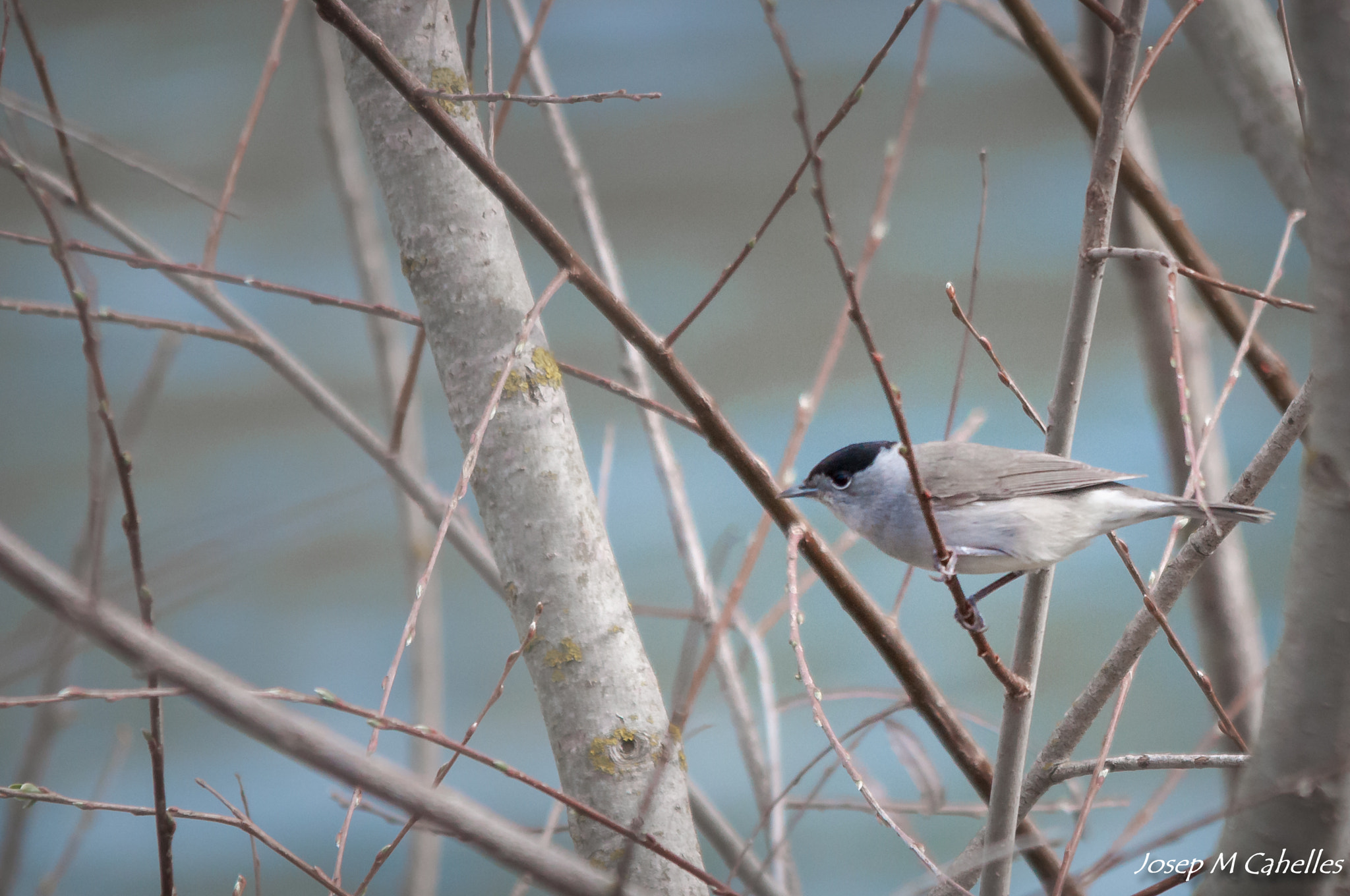 Sigma 150-500mm F5-6.3 DG OS HSM sample photo. Ocell photography