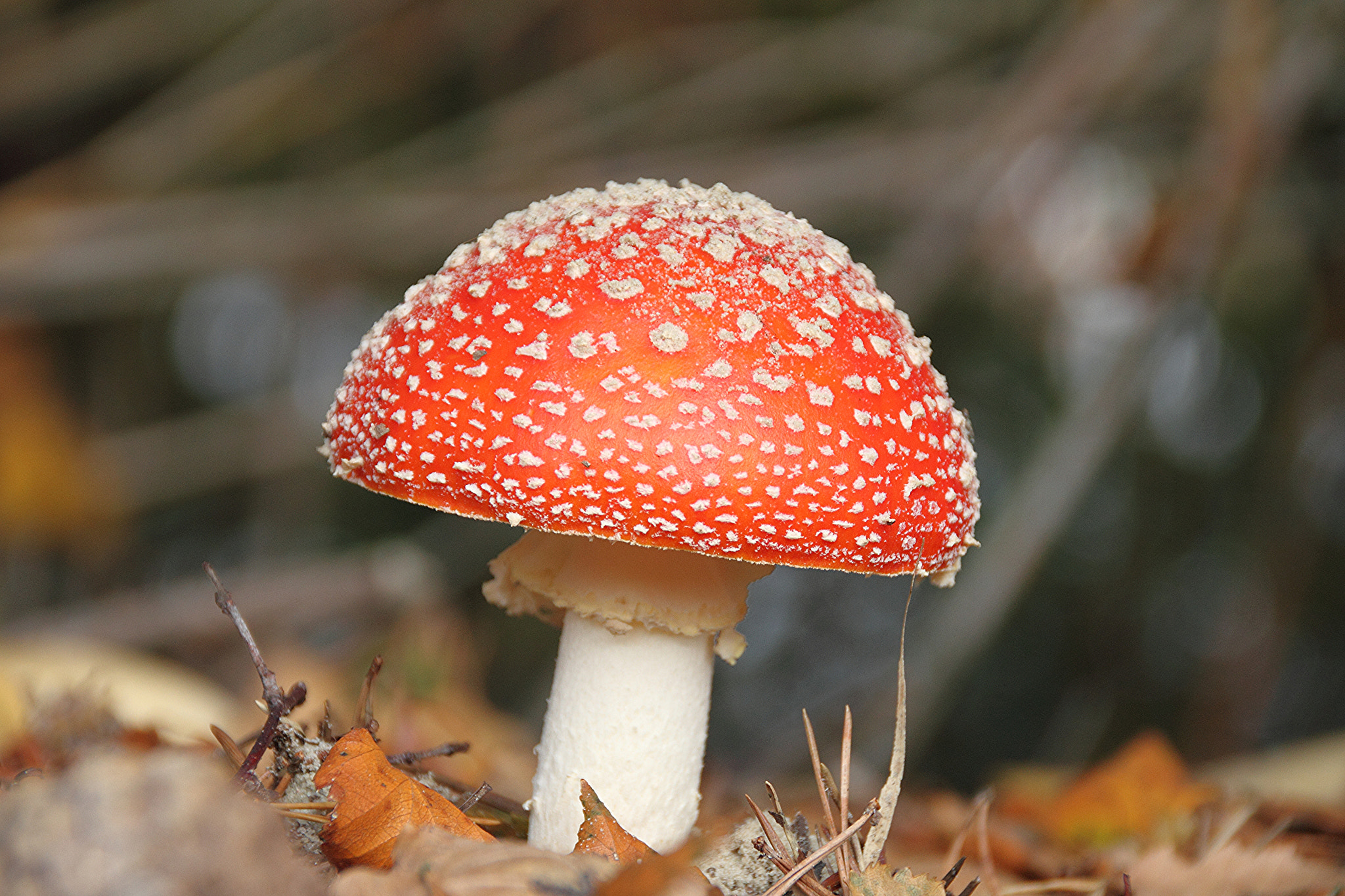 Canon EOS 7D + Sigma 18-200mm f/3.5-6.3 DC OS HSM [II] sample photo. Flying agaric photography
