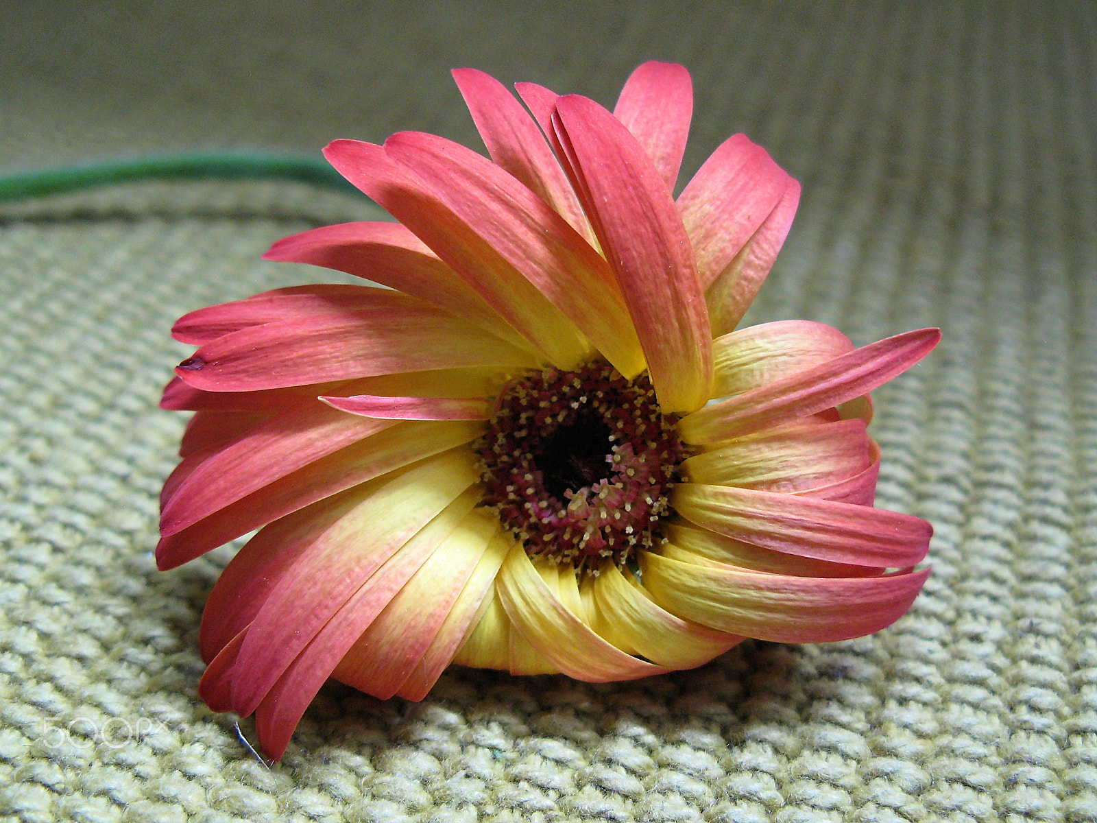 Canon POWERSHOT G7 sample photo. Sunshine on the carpet photography