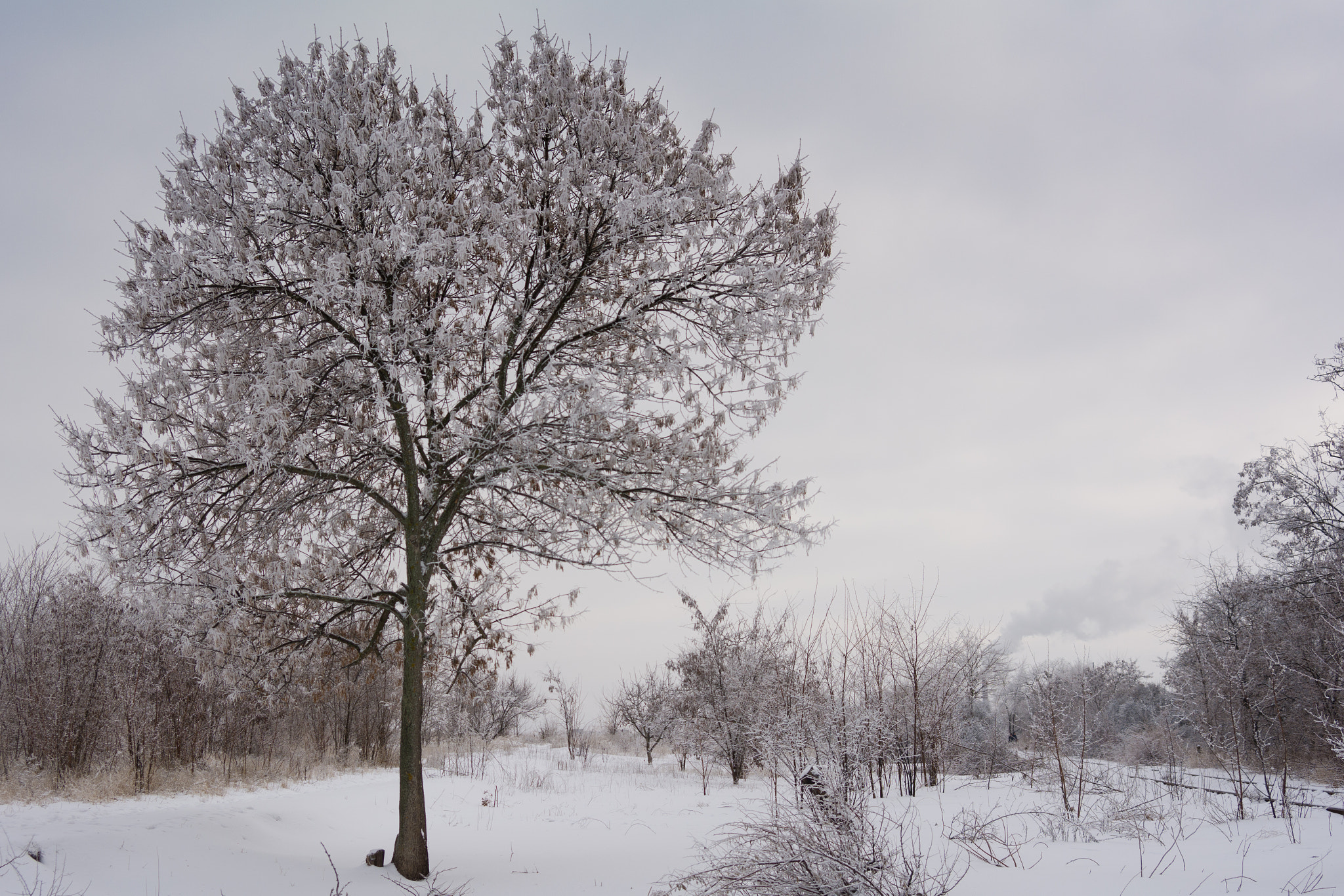 Nikon D7100 + AF Zoom-Nikkor 28-70mm f/3.5-4.5D sample photo. Black winter day photography