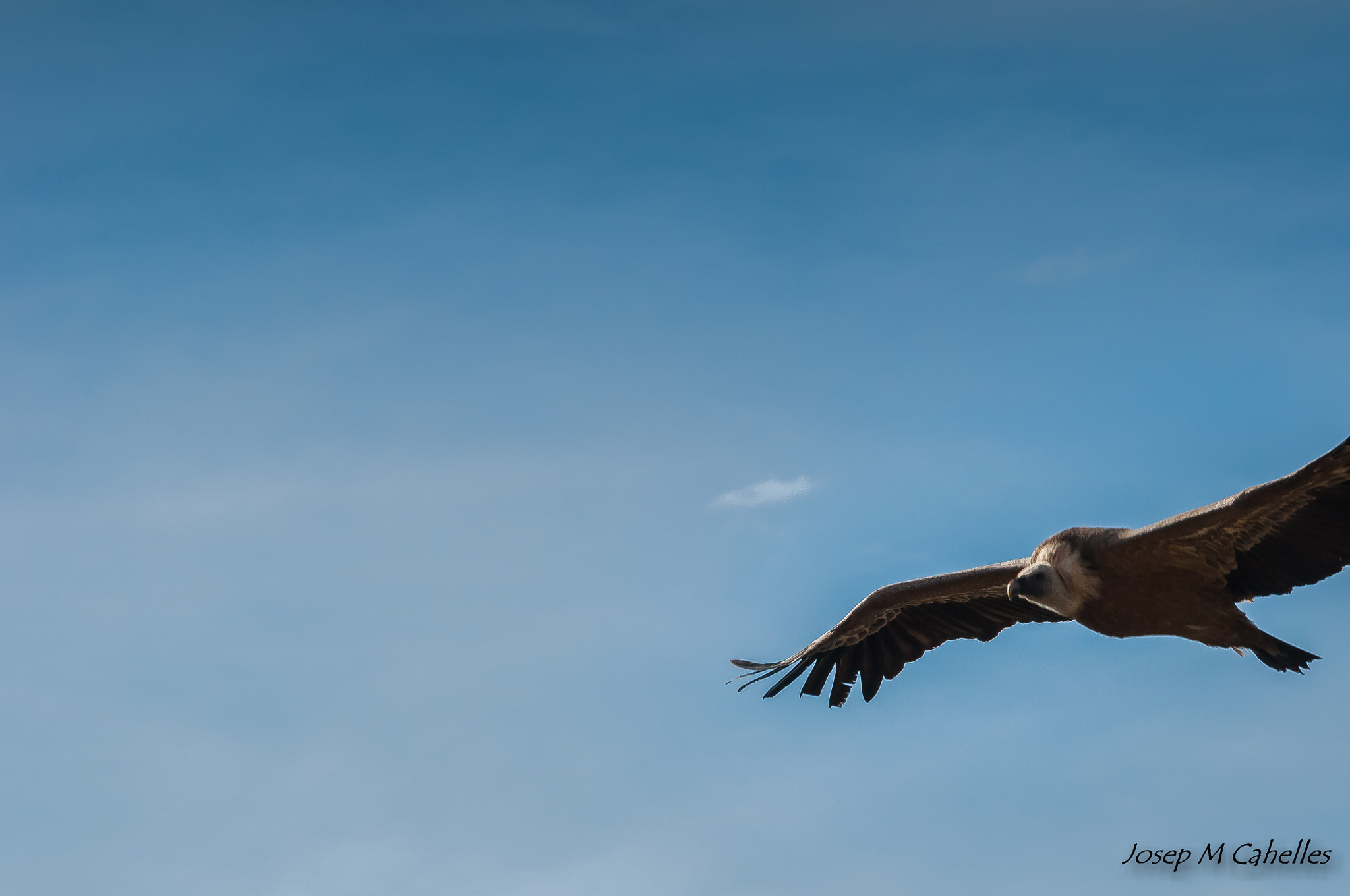 Sigma 150-500mm F5-6.3 DG OS HSM sample photo. Voltor photography