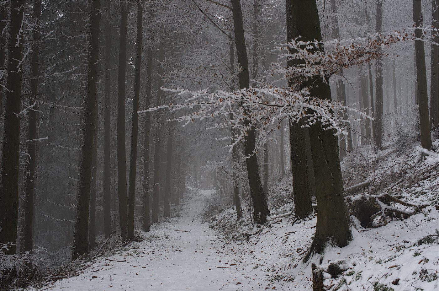 Pentax smc DA 35mm F2.8 Macro Limited sample photo. Winter fog photography