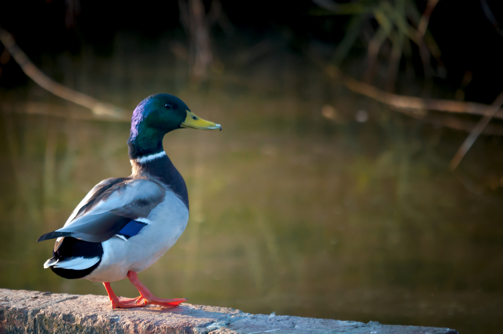 Sigma 150-500mm F5-6.3 DG OS HSM sample photo. Anec photography