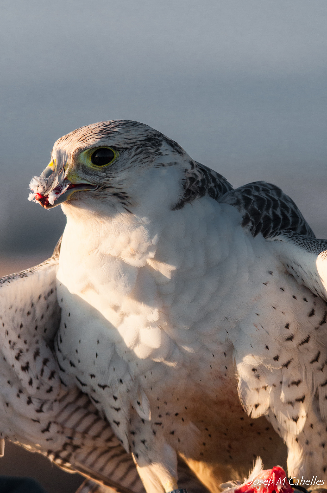 Sigma 150-500mm F5-6.3 DG OS HSM sample photo. Falco photography