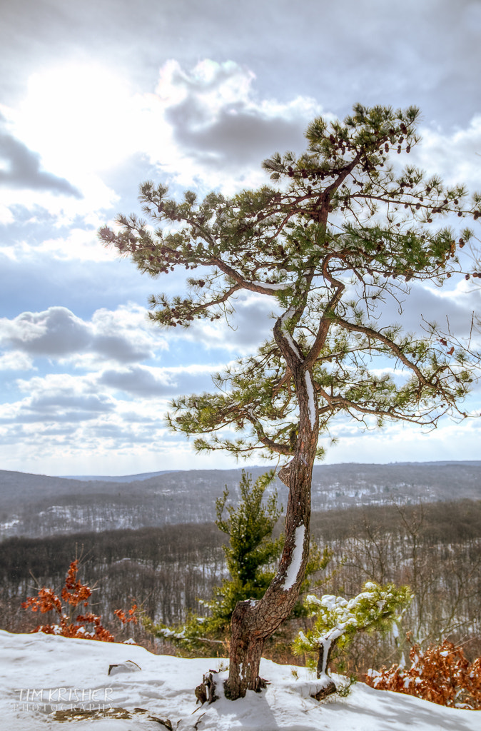 Pentax K-50 sample photo. Lone pine photography