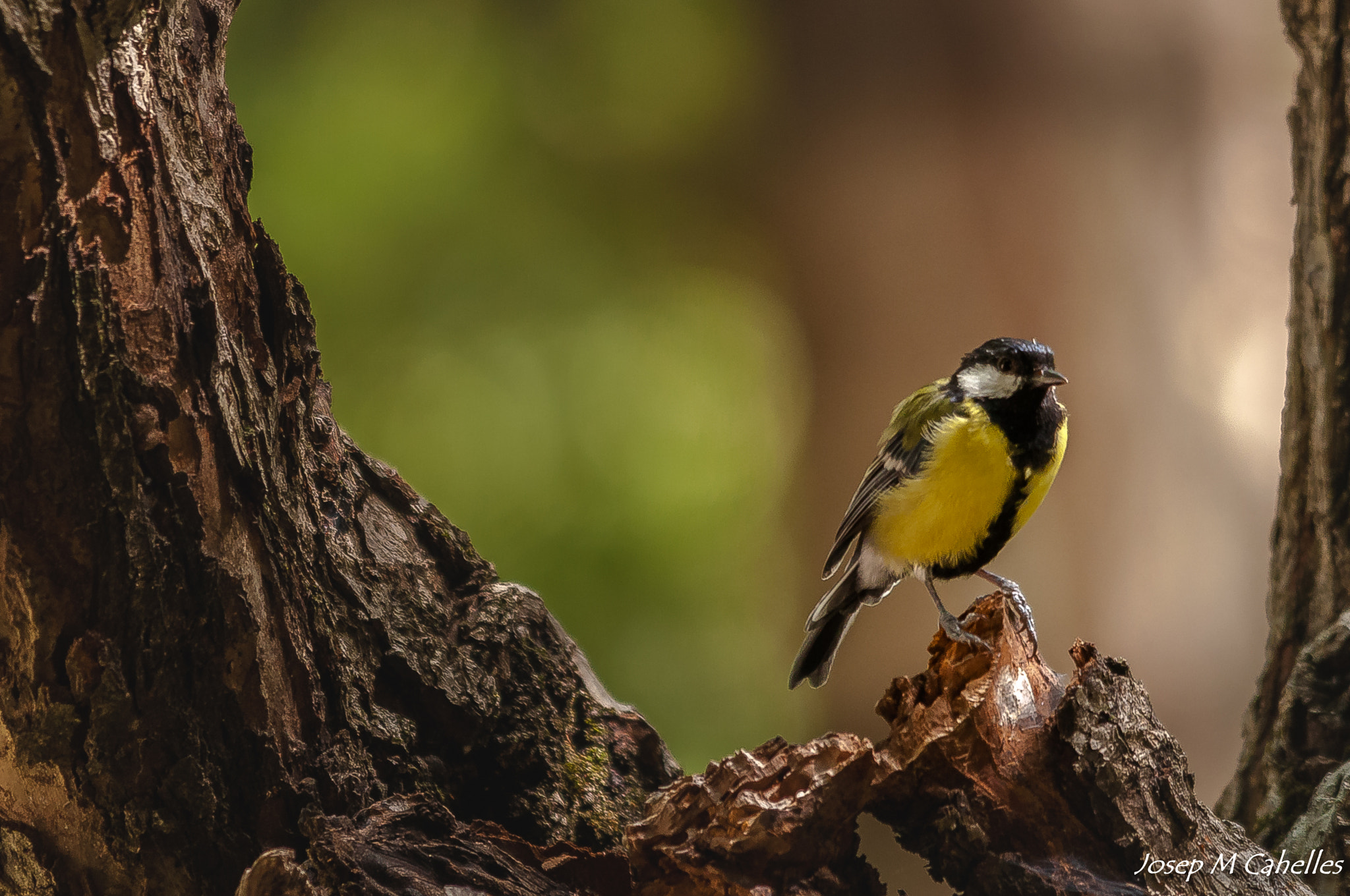 Sigma 150-500mm F5-6.3 DG OS HSM sample photo. Ocell photography