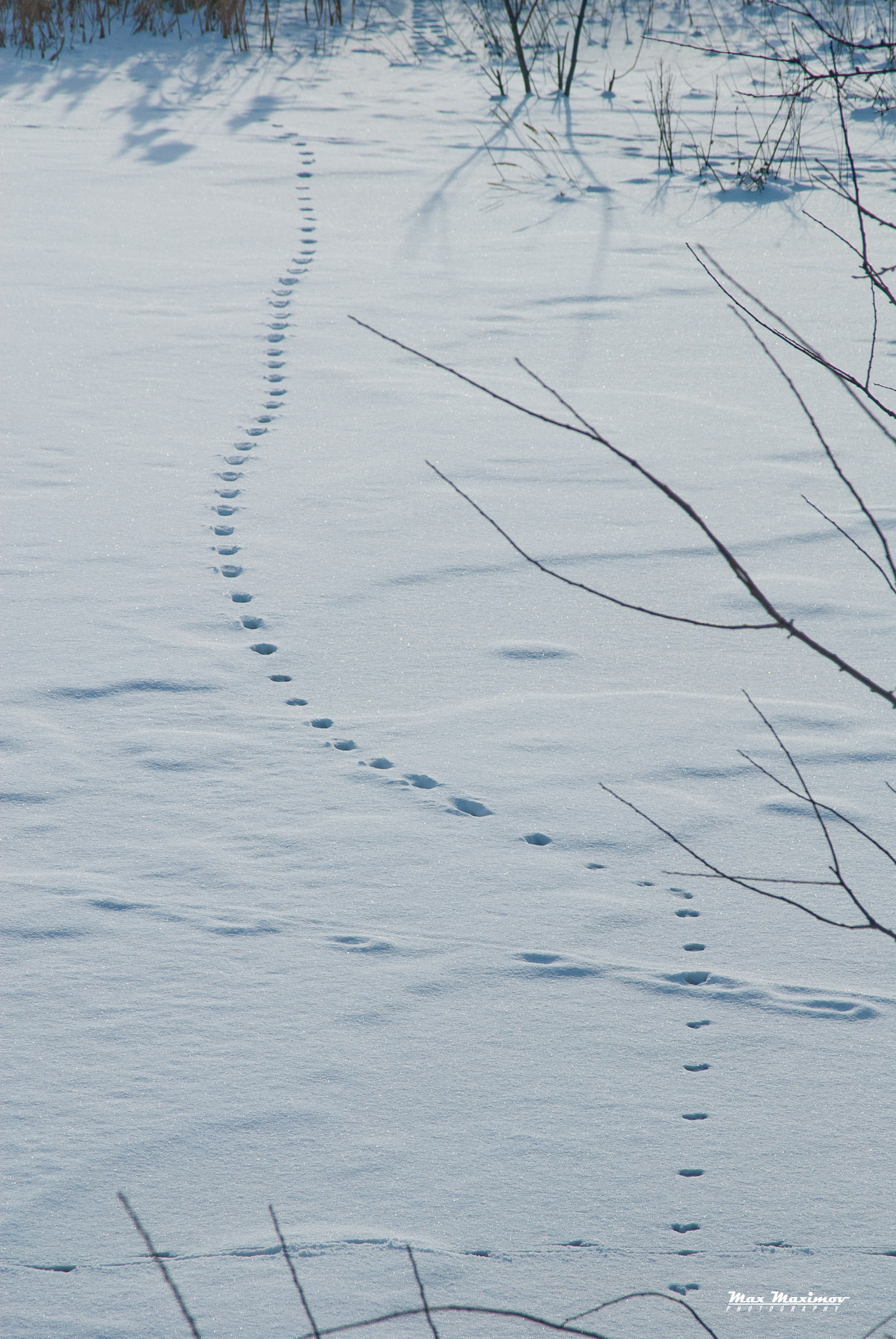 Nikon D200 + AF Zoom-Nikkor 24-120mm f/3.5-5.6D IF sample photo. Cat was here...) photography