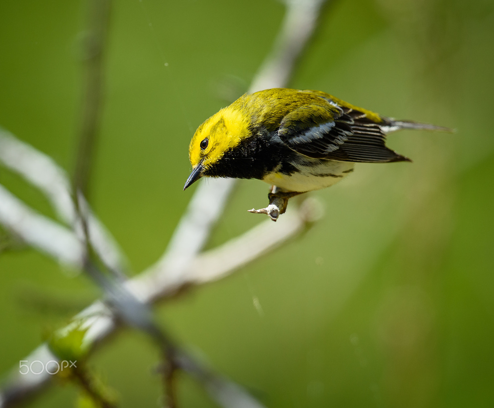 Nikon D810 sample photo. Black throated green warbler in the spring photography
