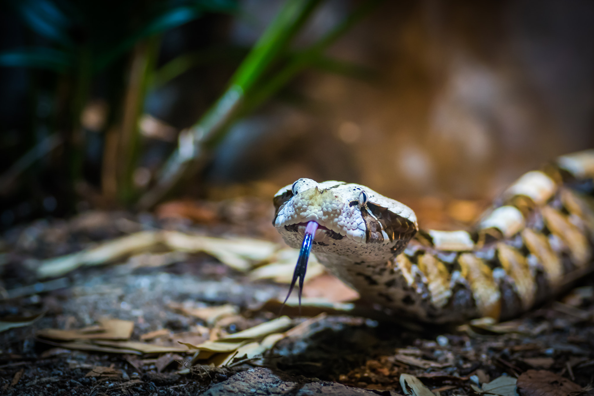 Sony ILCA-77M2 + Tamron SP AF 90mm F2.8 Di Macro sample photo. Venomous gaboon viper showing its tongue photography