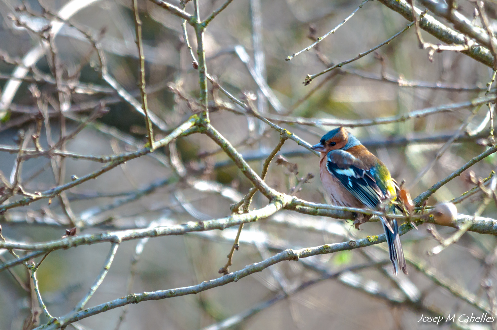 Sigma 150-500mm F5-6.3 DG OS HSM sample photo. Ocell photography