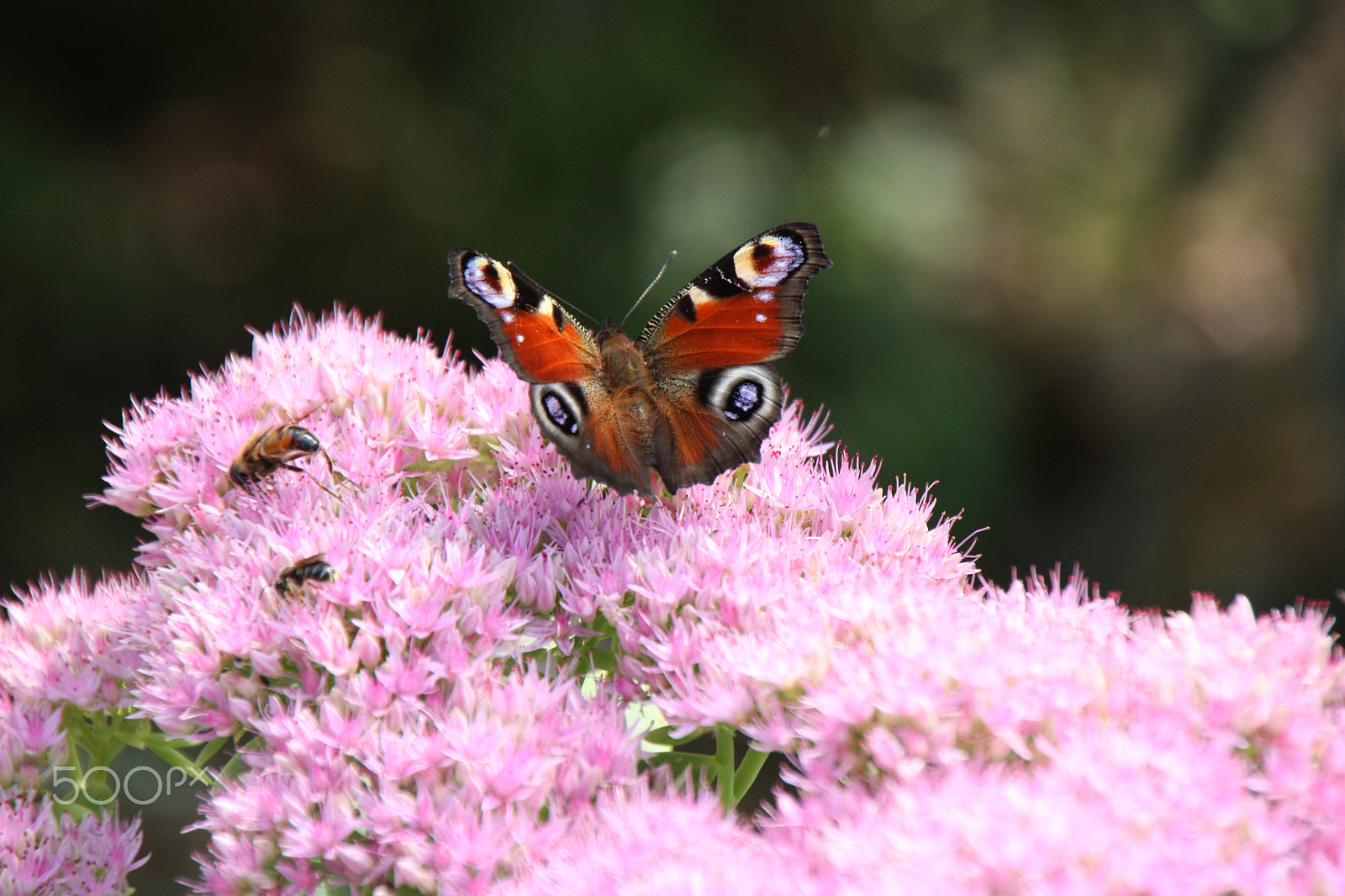Canon EOS 450D (EOS Rebel XSi / EOS Kiss X2) sample photo. The butterfly on the flower photography