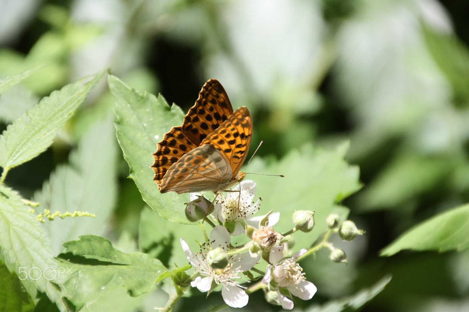 Canon EOS 450D (EOS Rebel XSi / EOS Kiss X2) sample photo. The butterfly on the flower photography