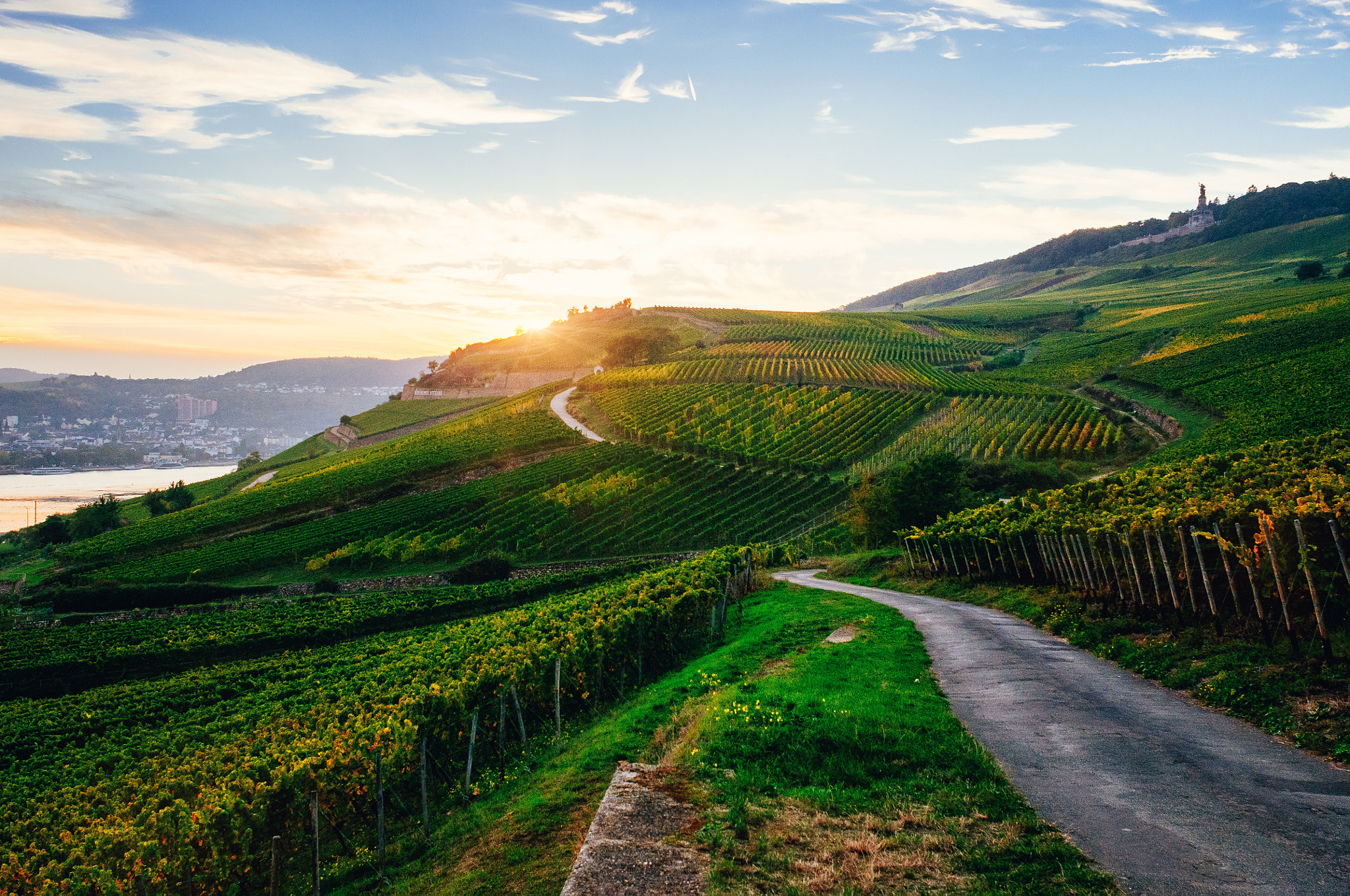 Nikon D300 + Nikon AF Nikkor 24mm F2.8D sample photo. Vineyard during sunset photography