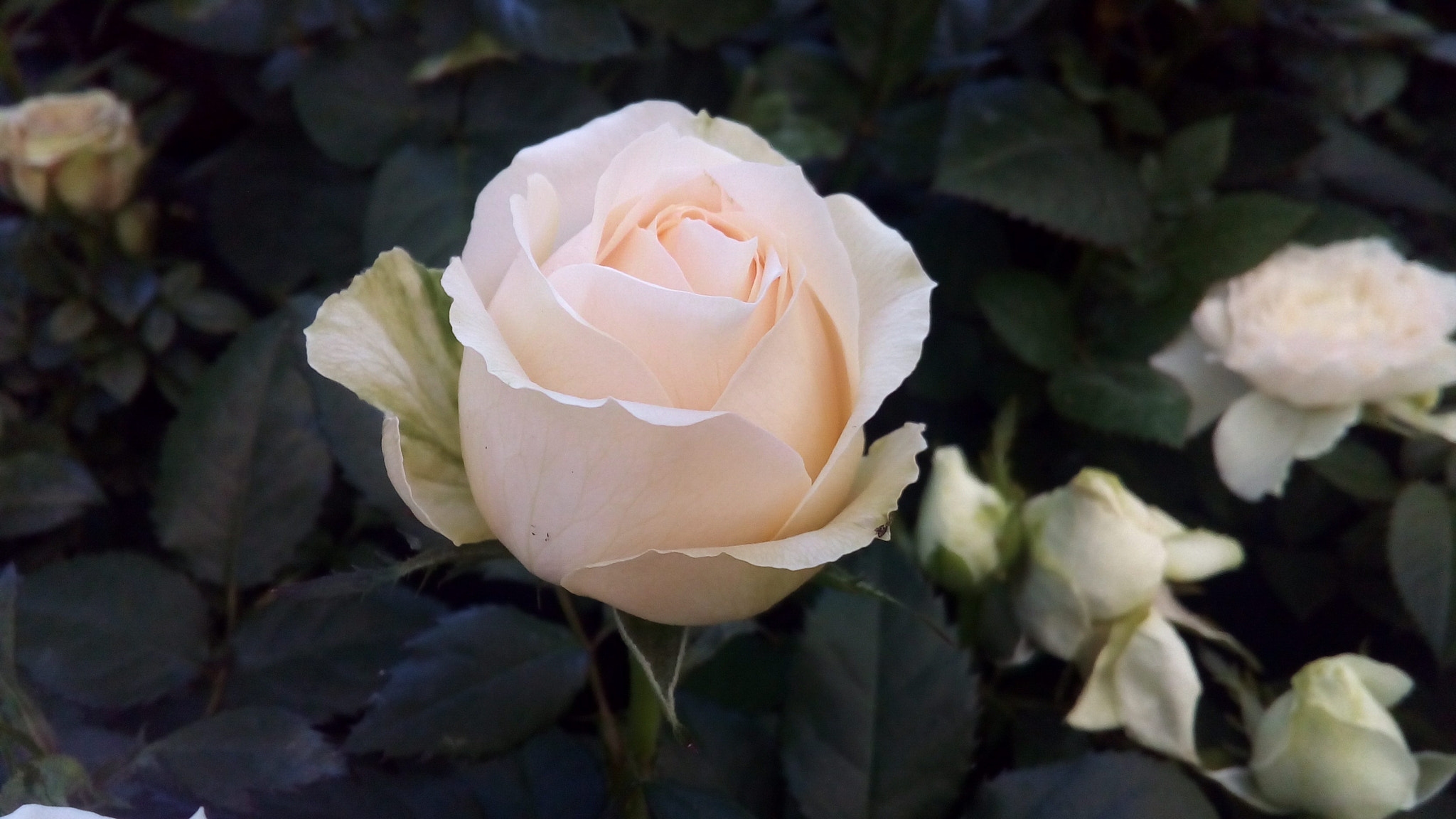 ASUS Zenfone Go (ASUS_Z00VD) sample photo