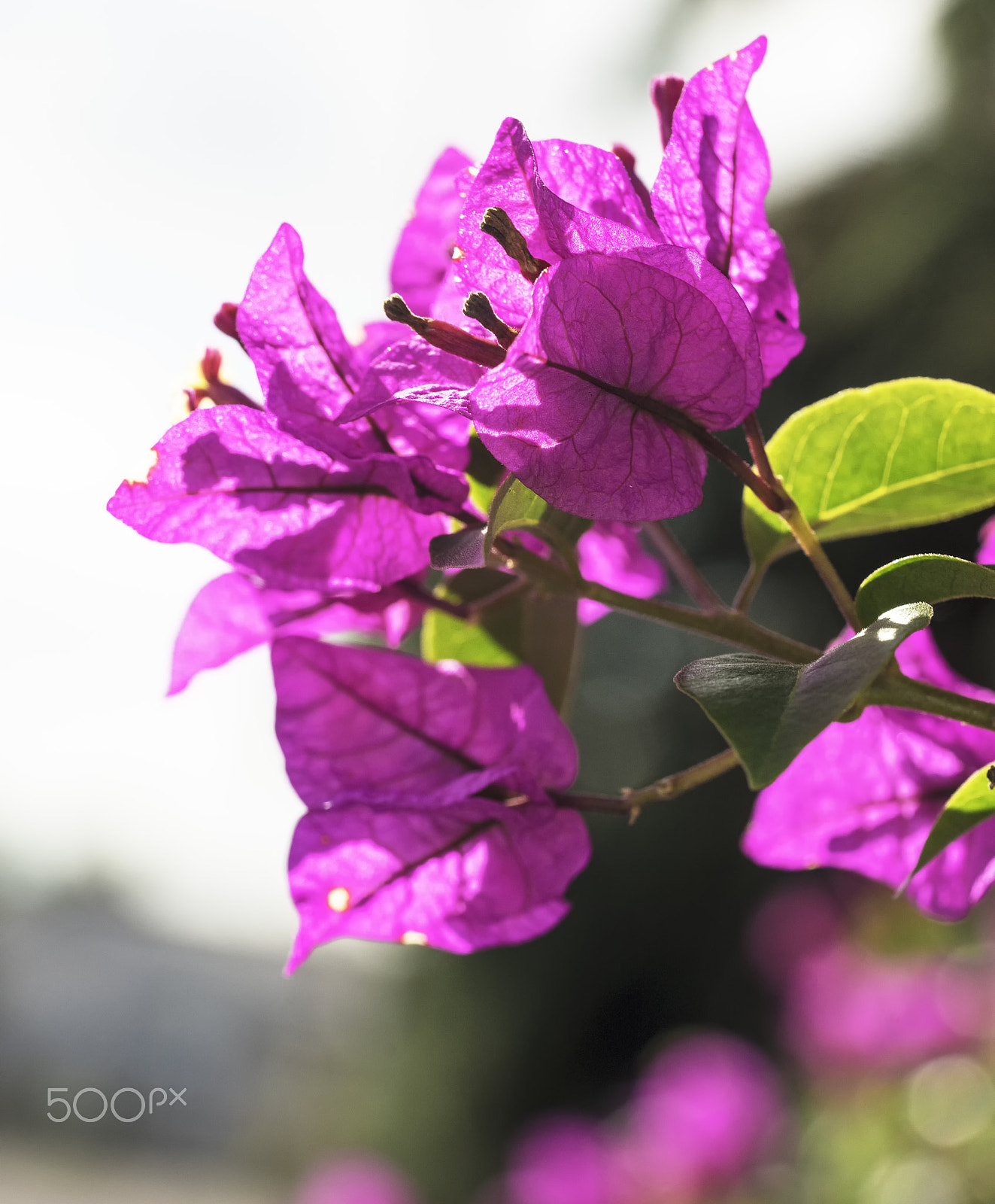 Sony a7R sample photo. Backlit paper flower photography