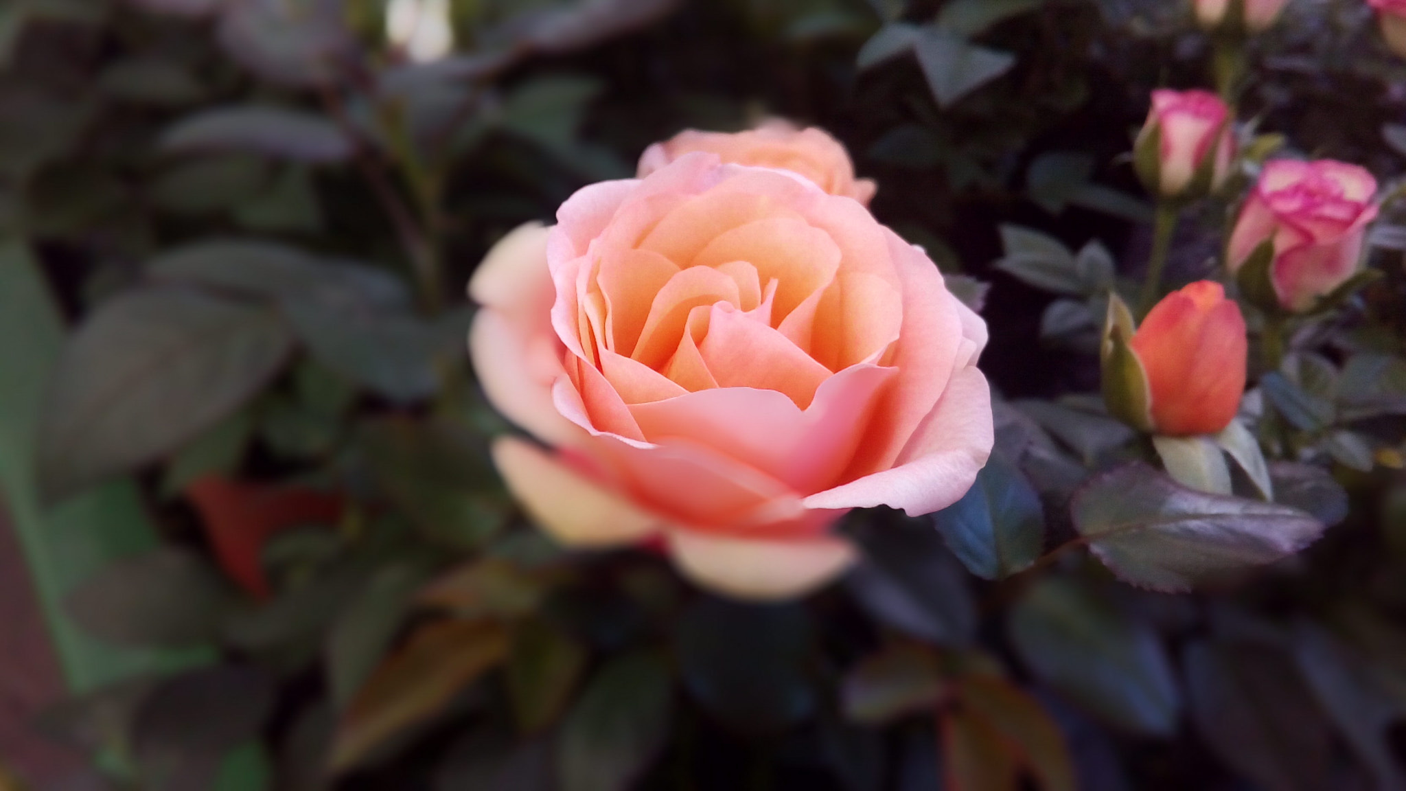 ASUS Zenfone Go (ASUS_Z00VD) sample photo