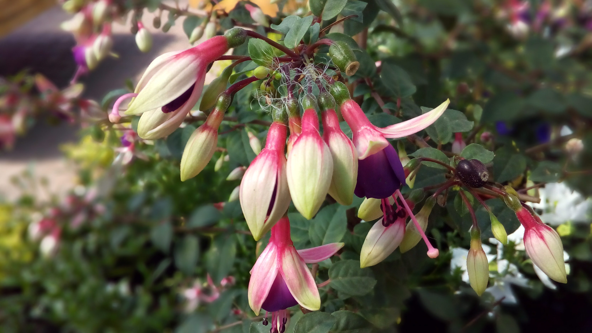 ASUS Zenfone Go (ASUS_Z00VD) sample photo