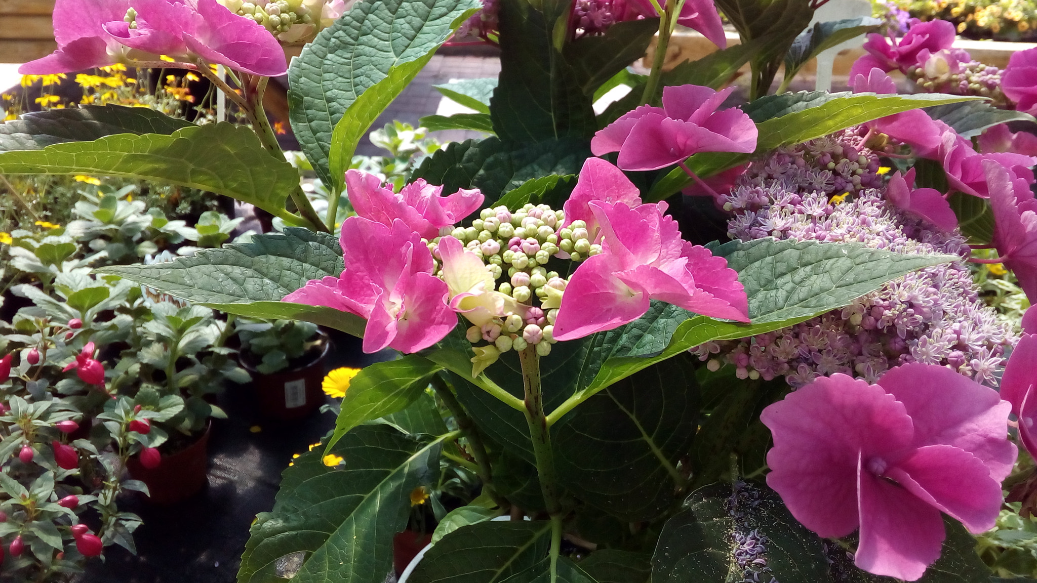ASUS Zenfone Go (ASUS_Z00VD) sample photo