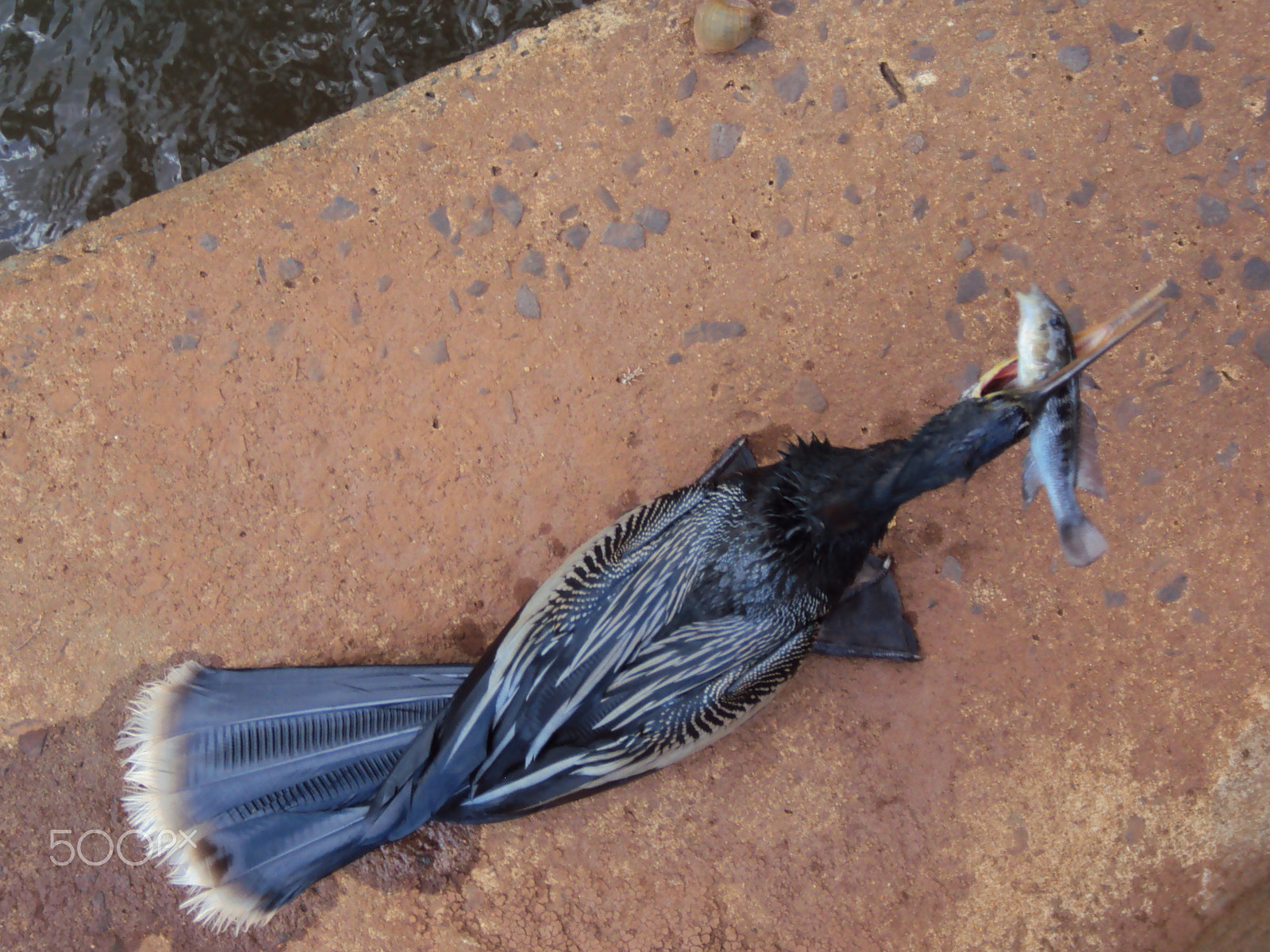 Sony DSC-W180 sample photo. Ave degustando um peixe em cataratas foz do iguaçu - brasil photography