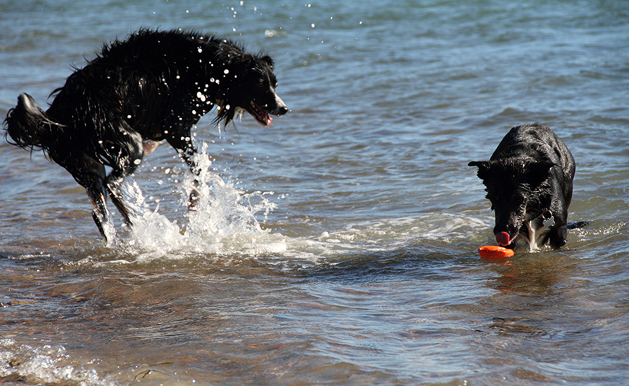 Canon EOS 7D + Sigma 18-200mm f/3.5-6.3 DC OS HSM [II] sample photo. Dogs photography