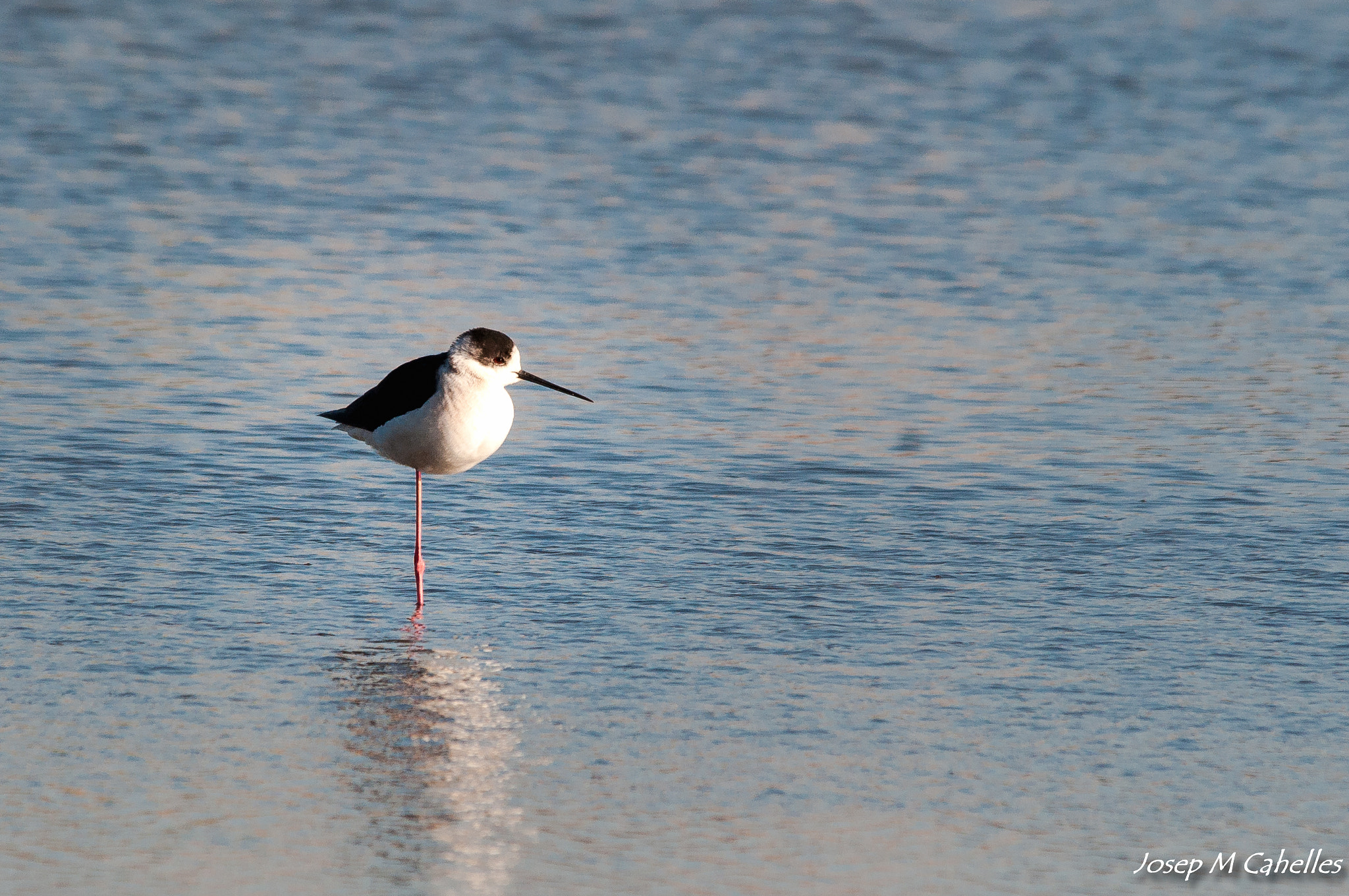 Sigma 150-500mm F5-6.3 DG OS HSM sample photo. Ocell photography