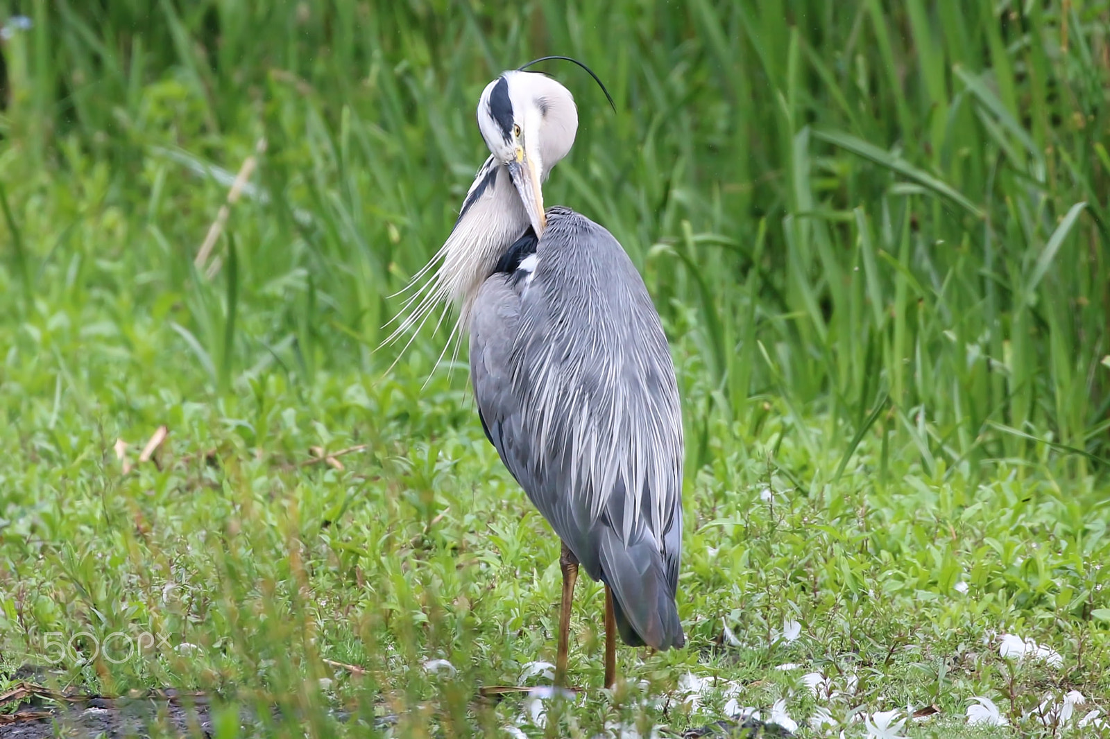 Canon EOS 70D + Canon EF 100-400mm F4.5-5.6L IS II USM sample photo. Grey heron photography