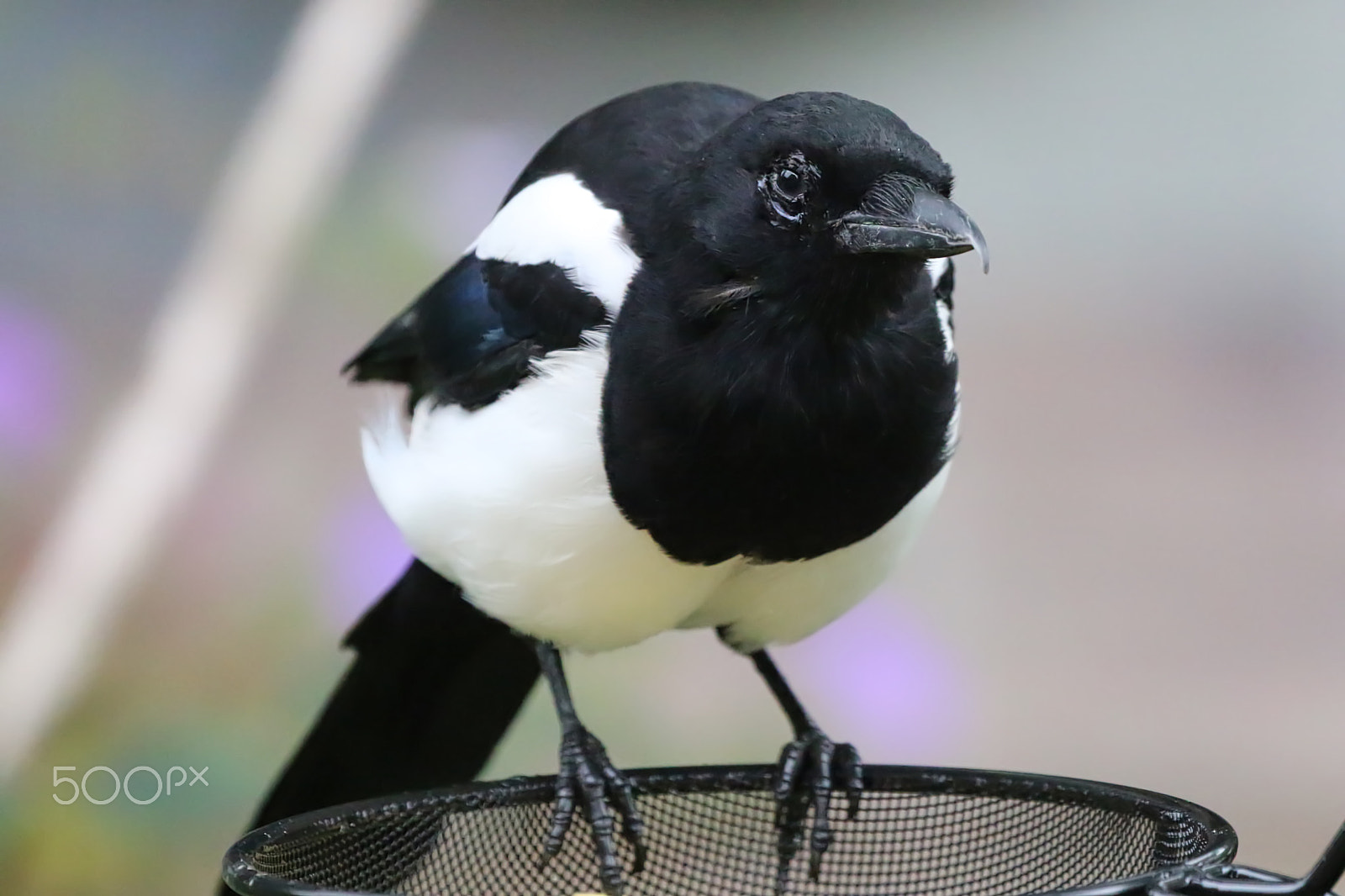 Canon EOS 70D + Canon EF 100-400mm F4.5-5.6L IS II USM sample photo. Magpie on bird feeder photography