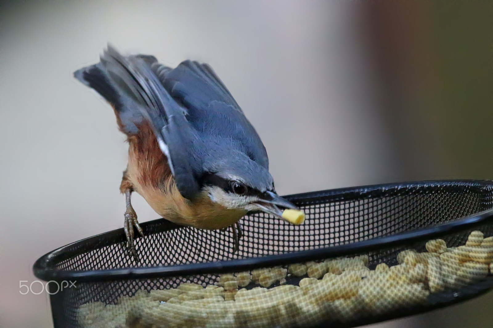Canon EOS 70D + Canon EF 100-400mm F4.5-5.6L IS II USM sample photo. Nuthatch photography