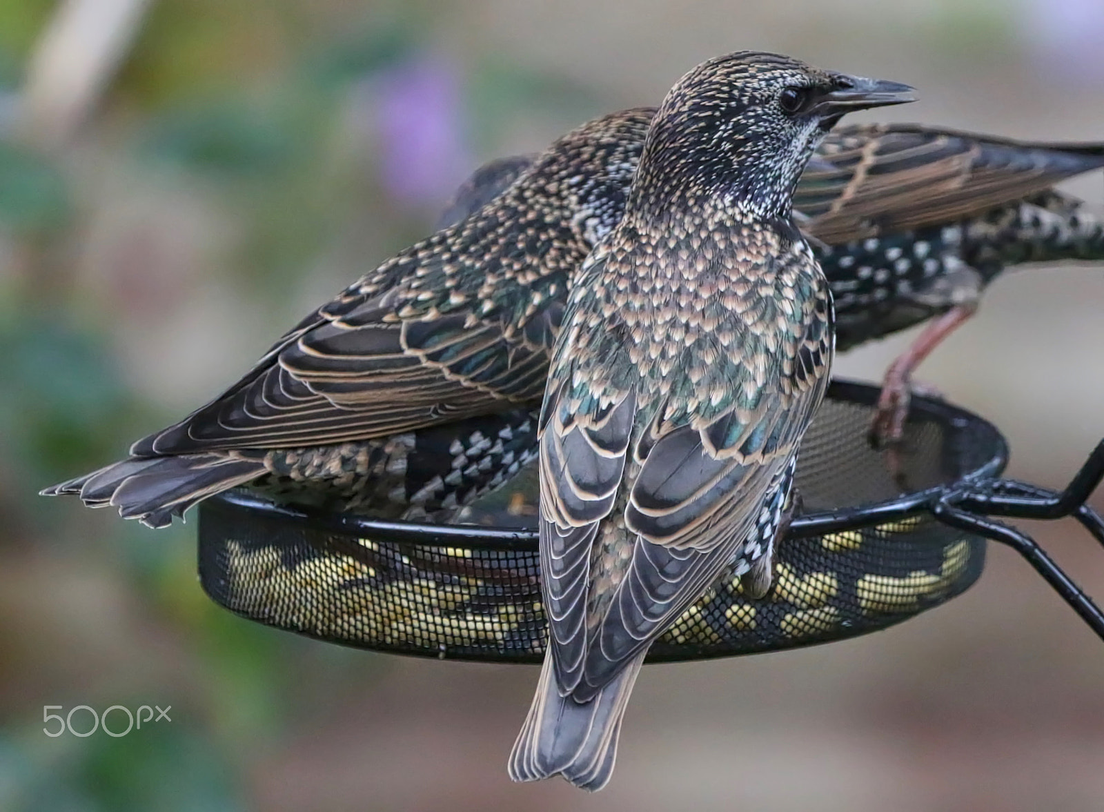 Canon EOS 70D + Canon EF 100-400mm F4.5-5.6L IS II USM sample photo. Starlings photography