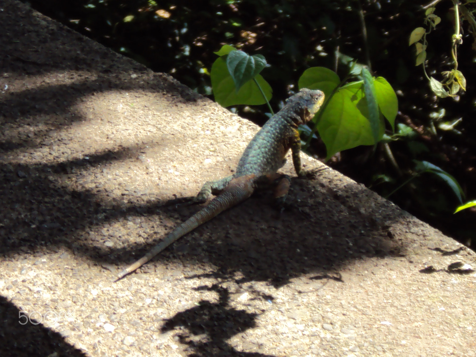 Sony DSC-W180 sample photo. Lagarto em cataratas foz do iguaçu - brasil photography