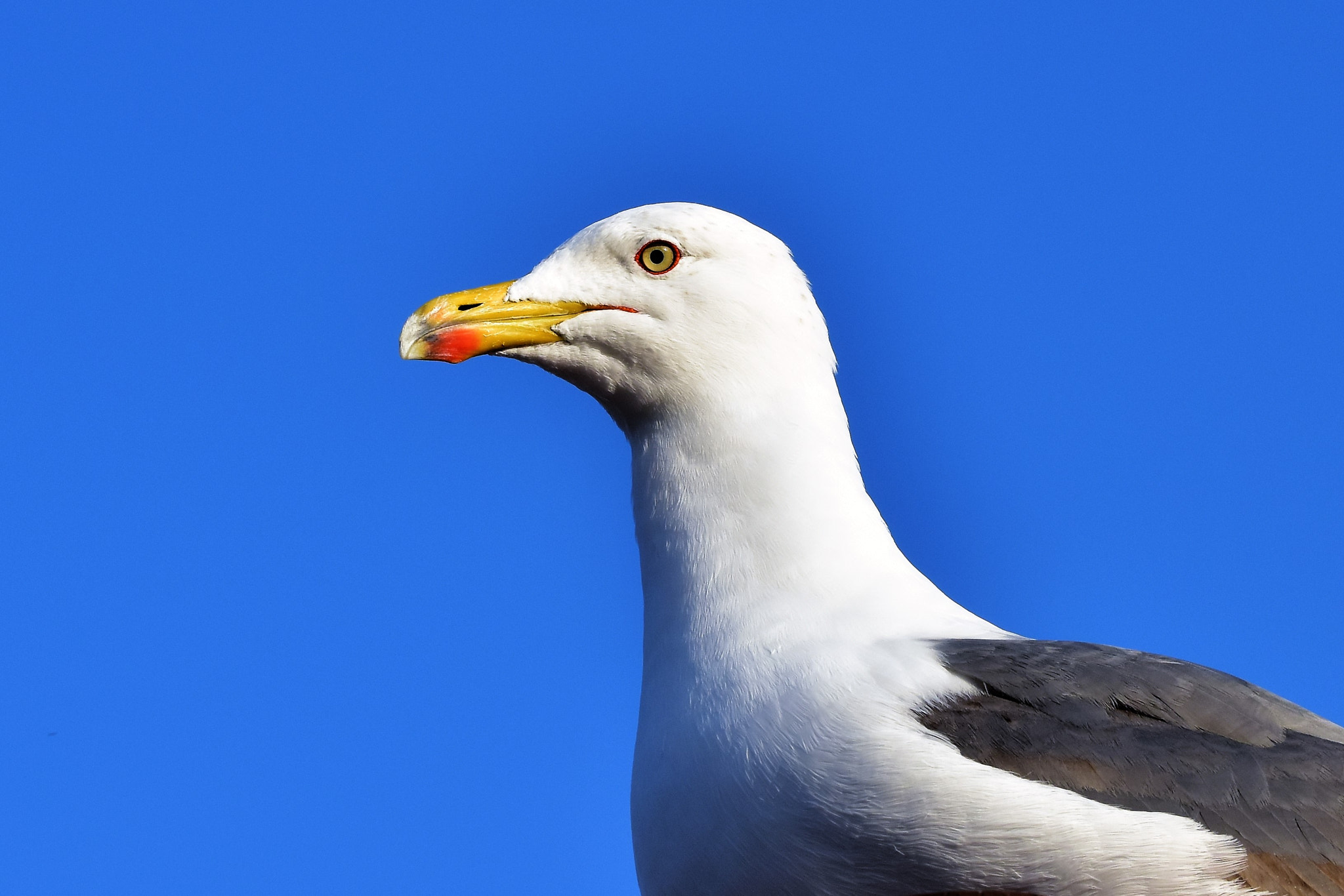 Sigma 105mm F2.8 EX DG OS HSM sample photo. Seagull portrait photography