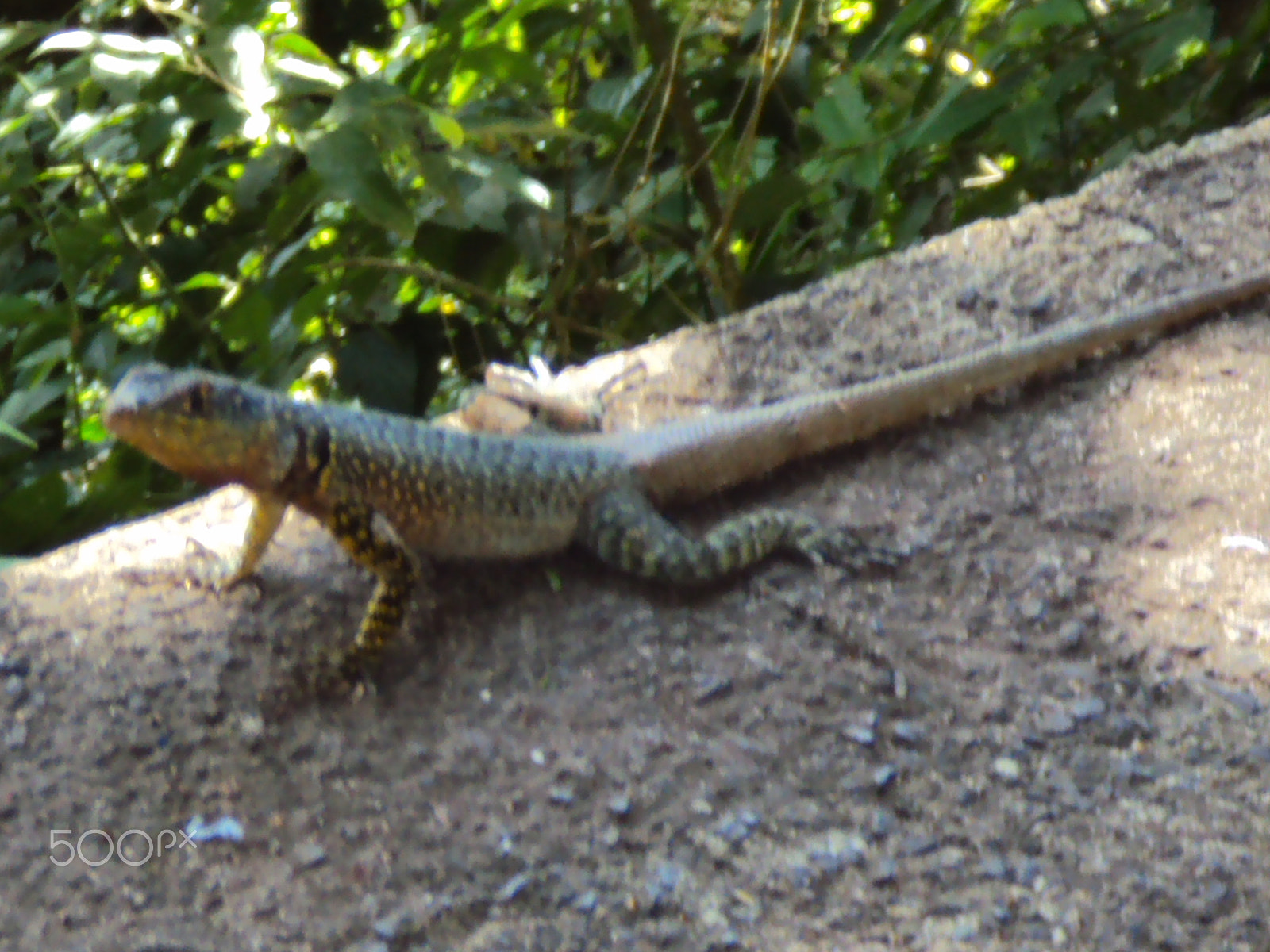 Sony DSC-W180 sample photo. Lagarto em cataratas foz do iguaçu - brasil photography