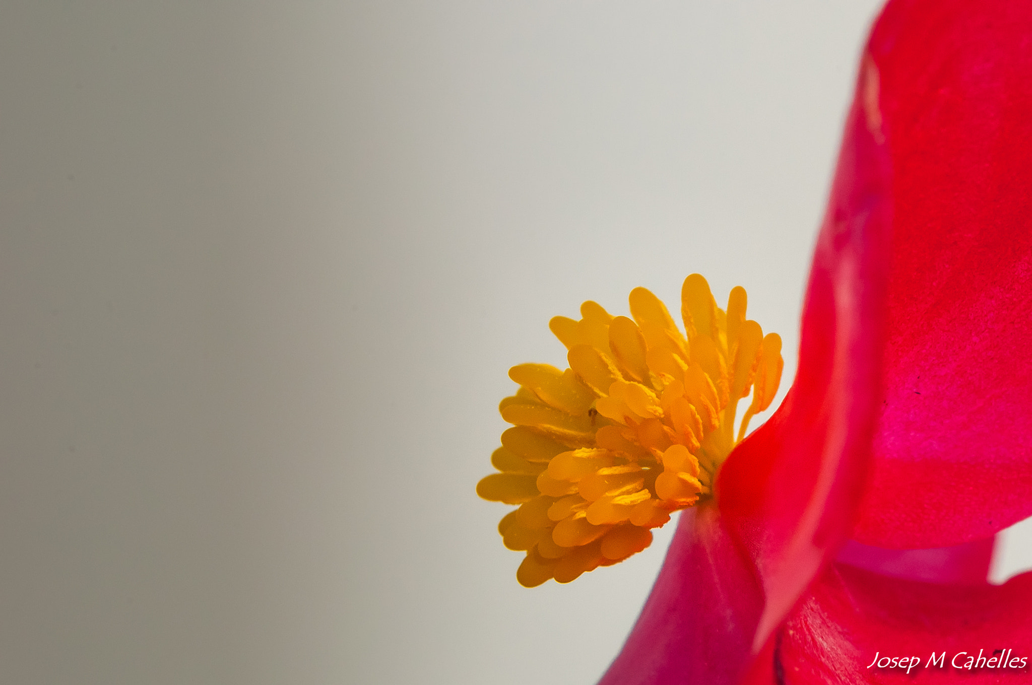 Sigma 150mm F2.8 EX DG OS Macro HSM sample photo. Flor photography