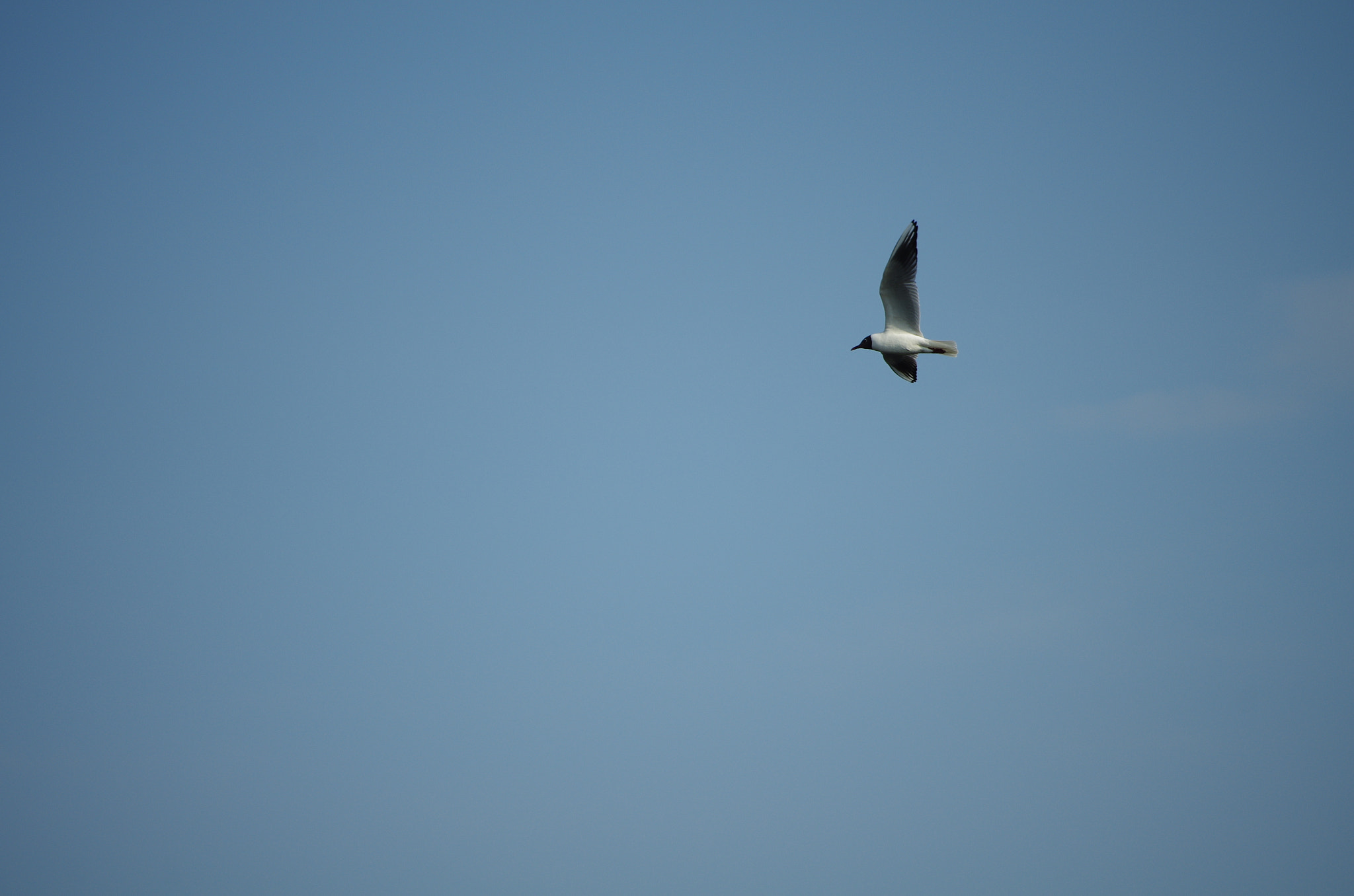 Pentax smc DA 50-200mm F4-5.6 ED WR sample photo. Benf photography