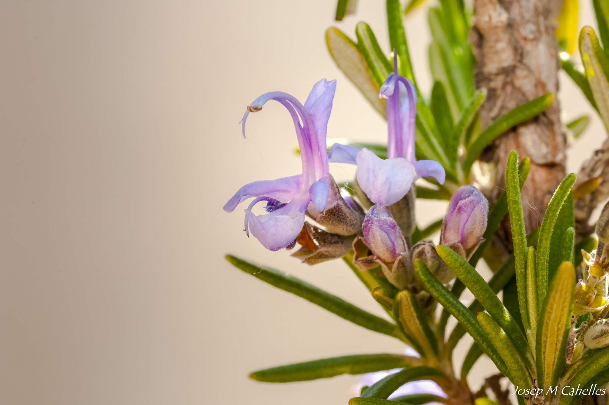Sigma 150mm F2.8 EX DG OS Macro HSM sample photo. Romani photography